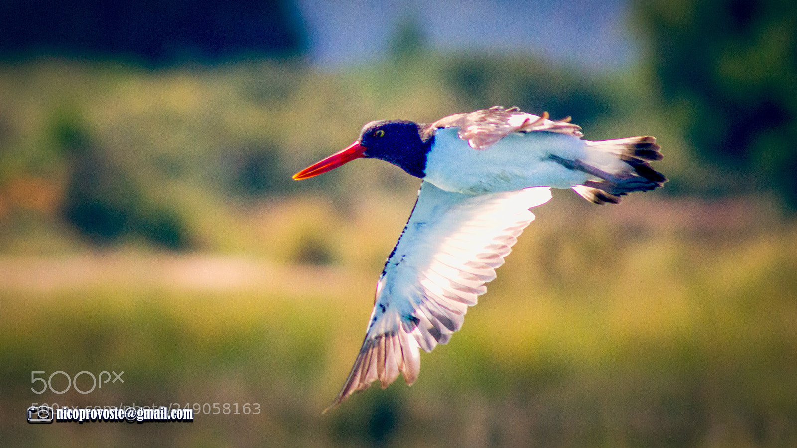 Canon EOS 7D sample photo. Pilpilen en vuelo photography