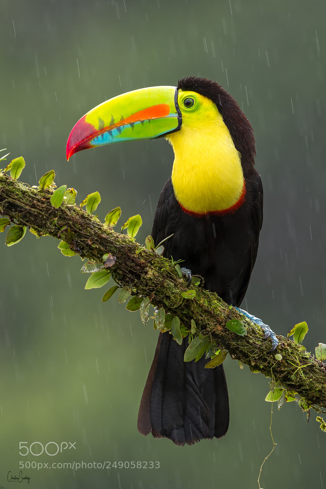 Nikon D4 sample photo. Keel-billed toucan photography