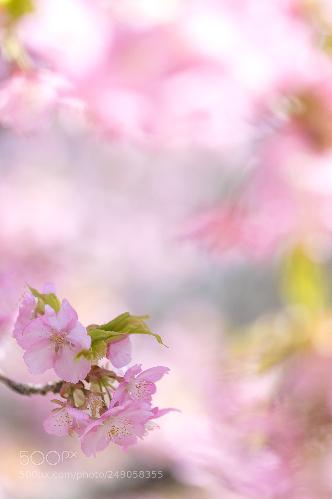 Canon EOS 7D Mark II sample photo. 河津桜 photography