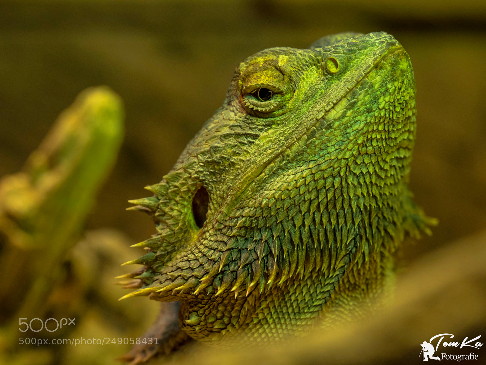 Olympus OM-D E-M1 sample photo. Streifenk pfige bartagame pogona photography