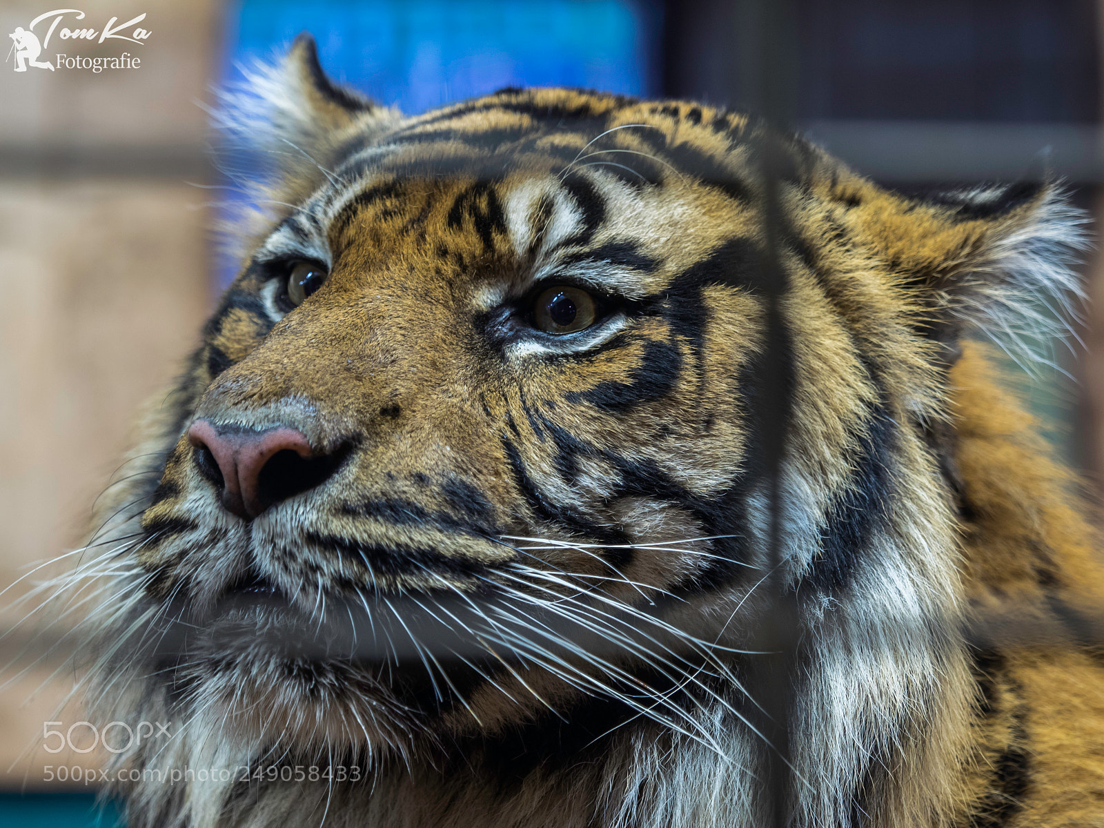 Olympus OM-D E-M1 sample photo. Sumatra tiger tebo panthera photography