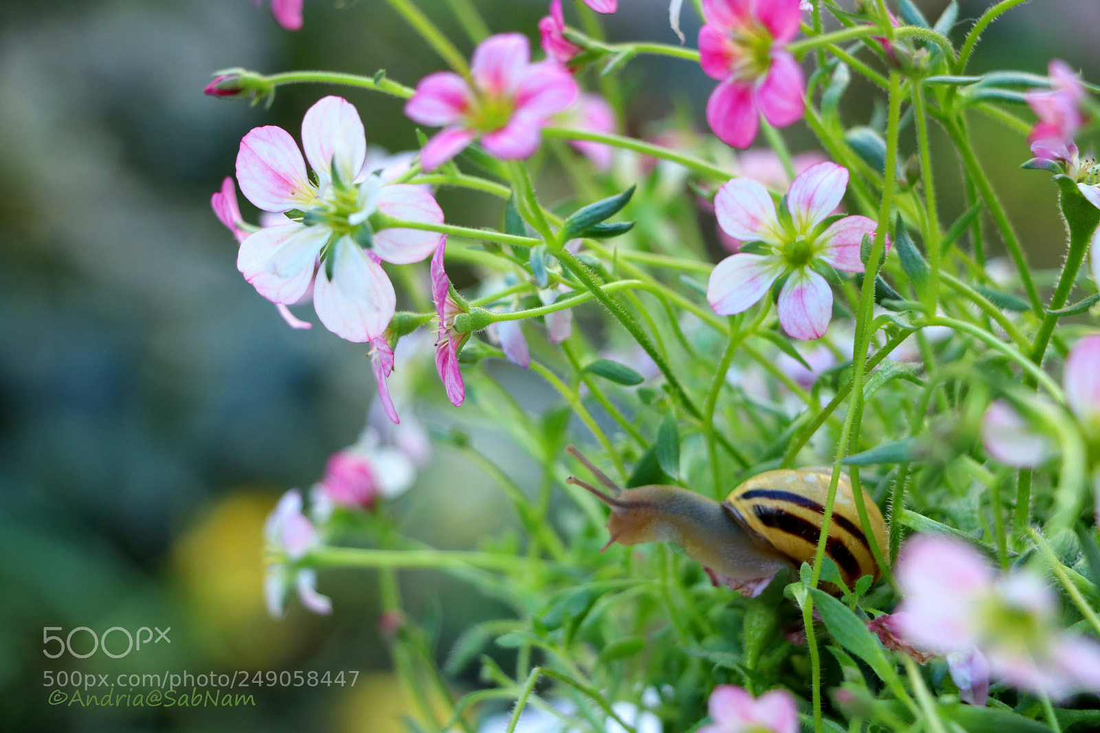Canon EOS 750D (EOS Rebel T6i / EOS Kiss X8i) sample photo. Spring is comming photography