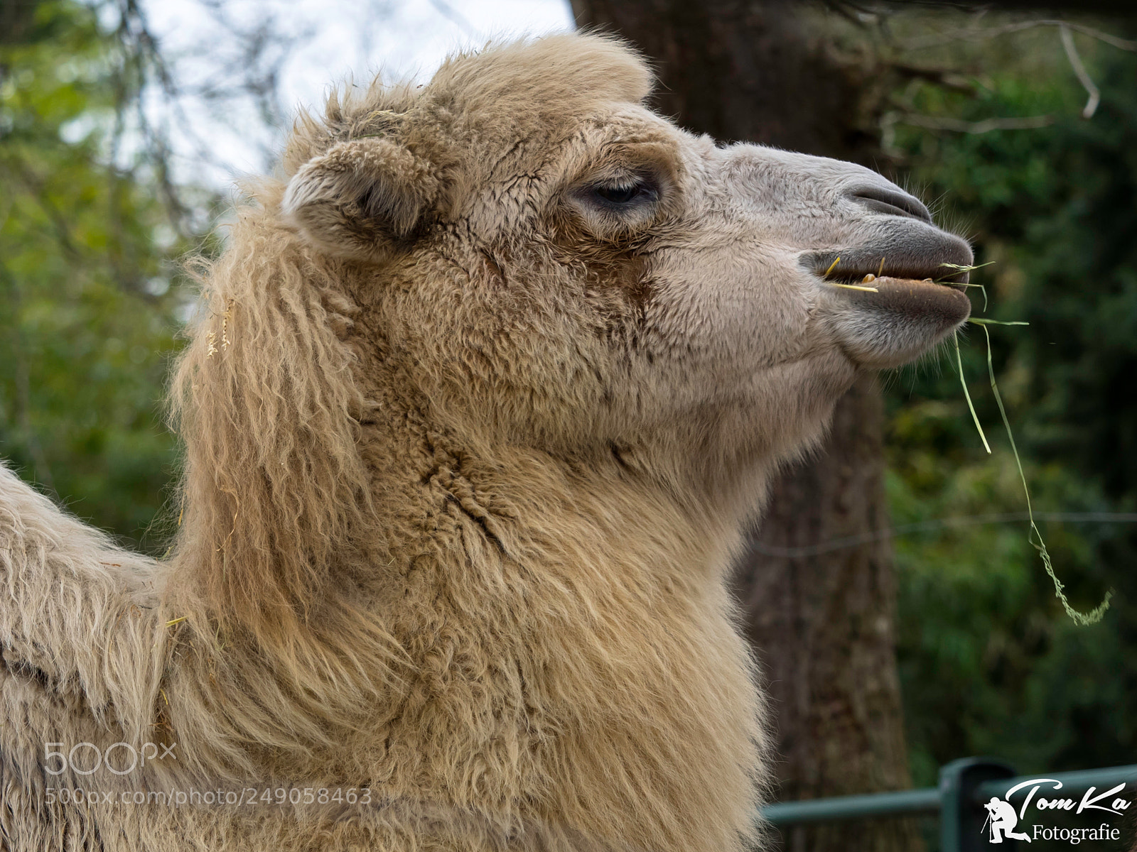 Olympus OM-D E-M1 sample photo. Trampeltier, auch als zweih photography