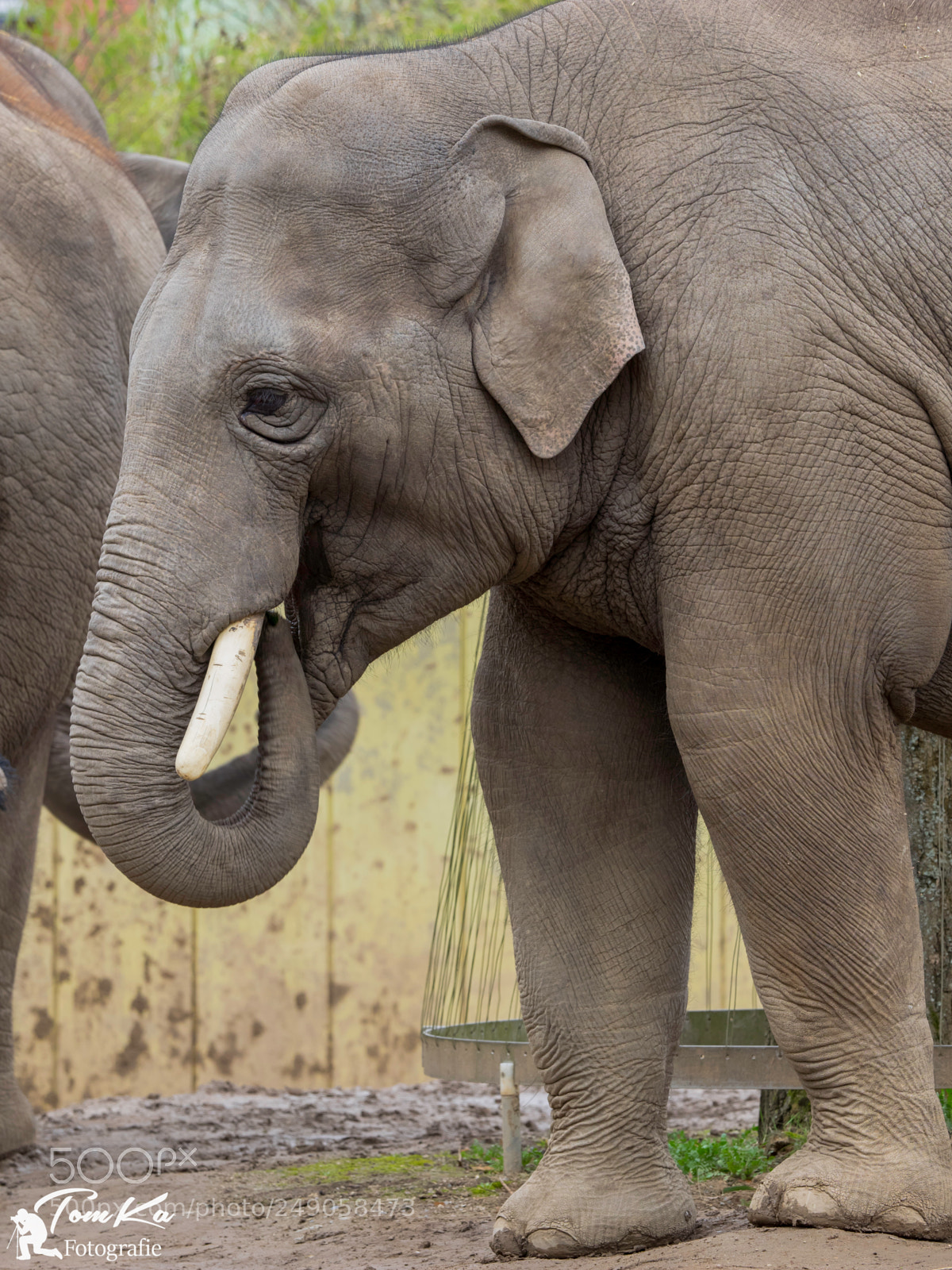 Olympus OM-D E-M1 sample photo. Asiatischer elefant (elephas maximus) photography