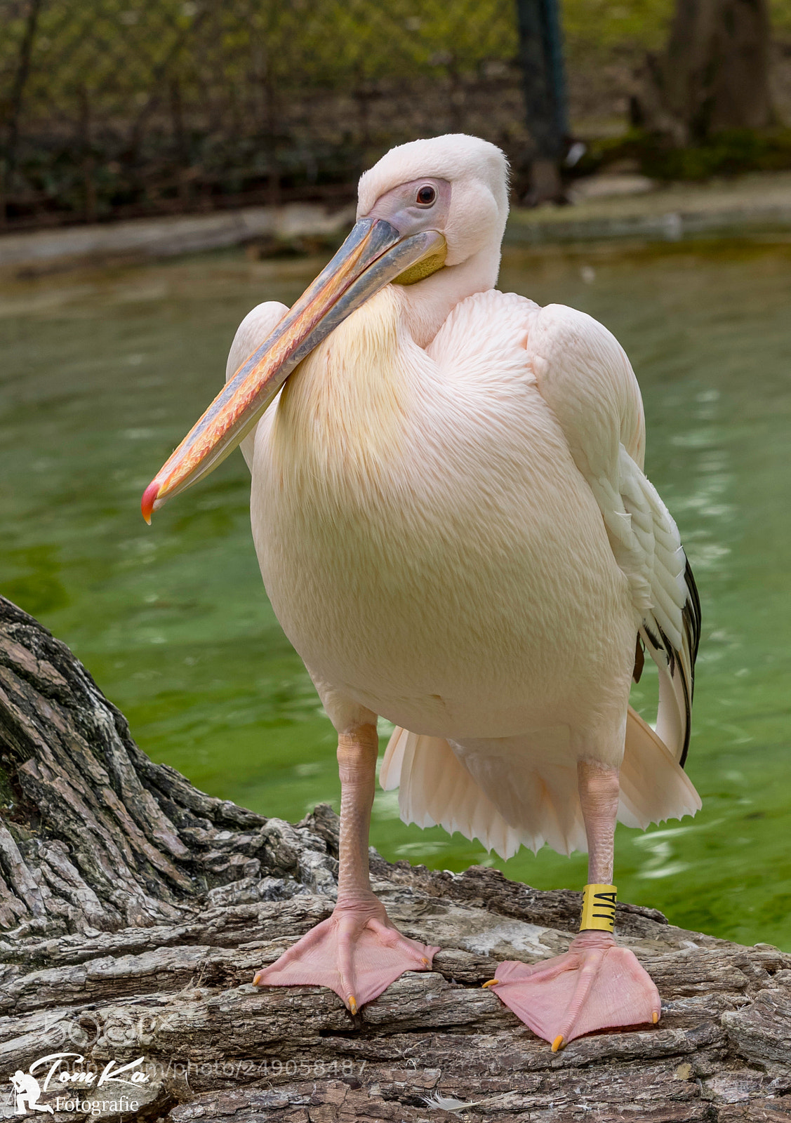 Olympus OM-D E-M1 sample photo. Rosa pelikan (pelecanus onocrotalus) photography