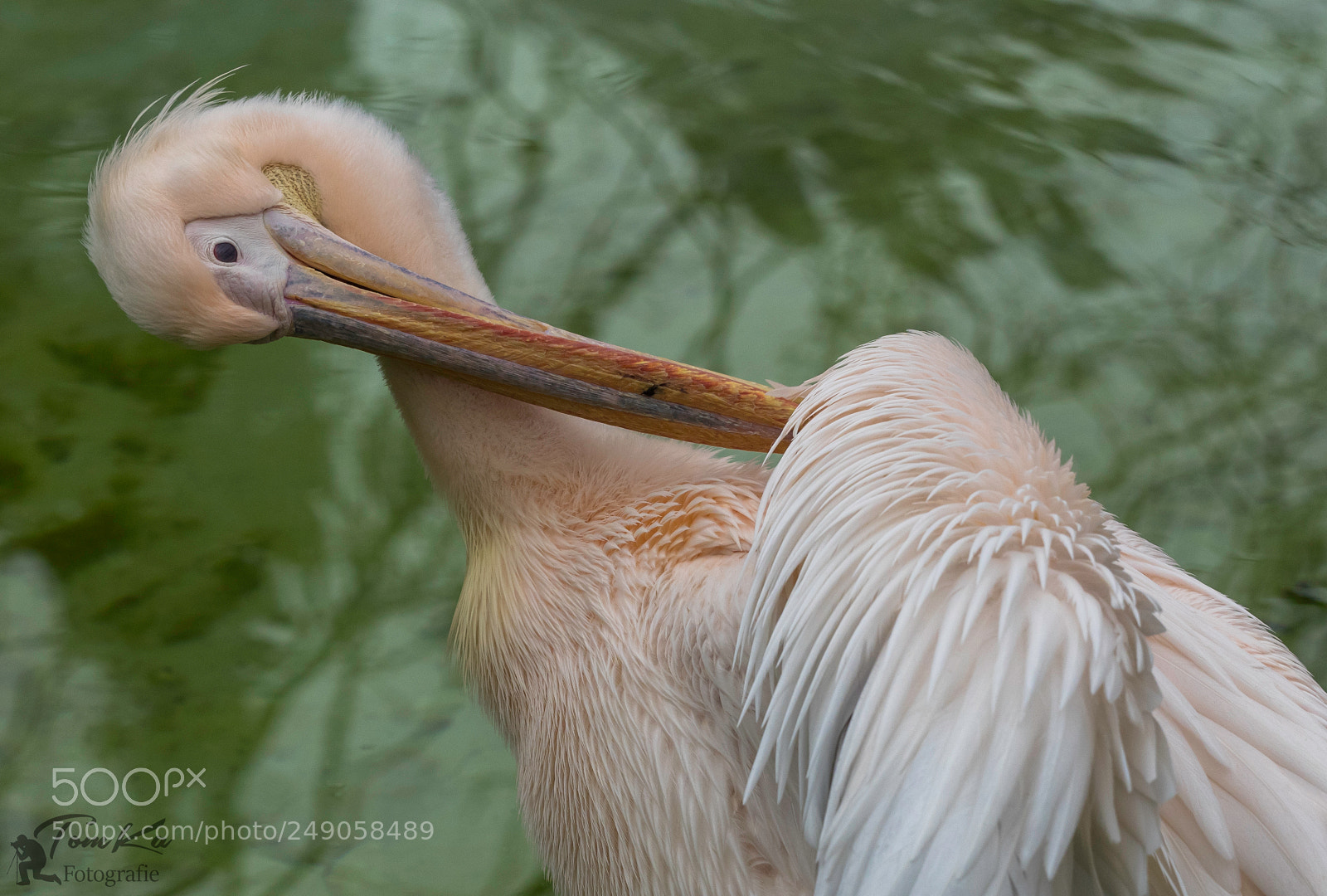 Olympus OM-D E-M1 sample photo. Rosa pelikan (pelecanus onocrotalus) photography