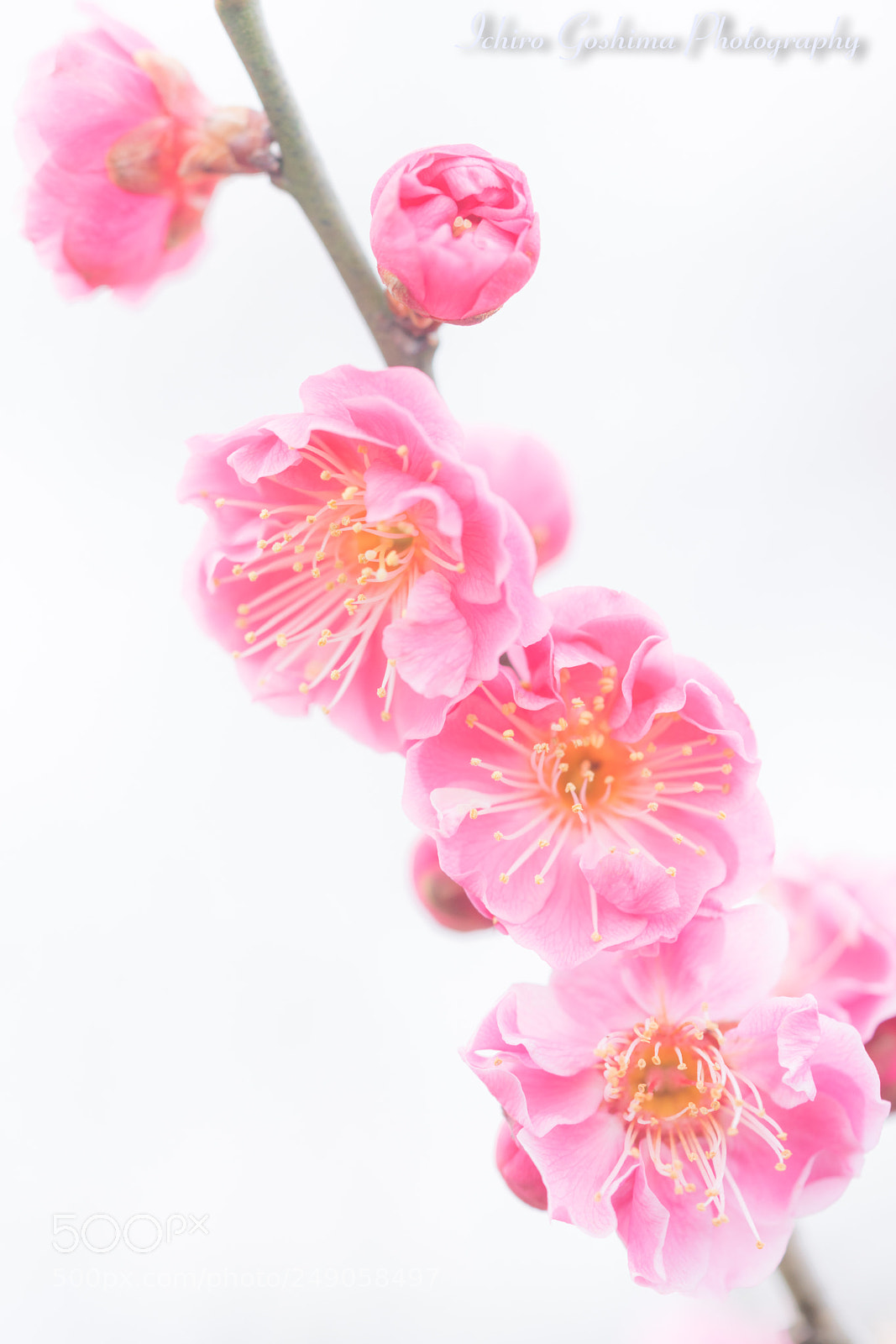 Sony a7R III sample photo. Japanese apricot photography
