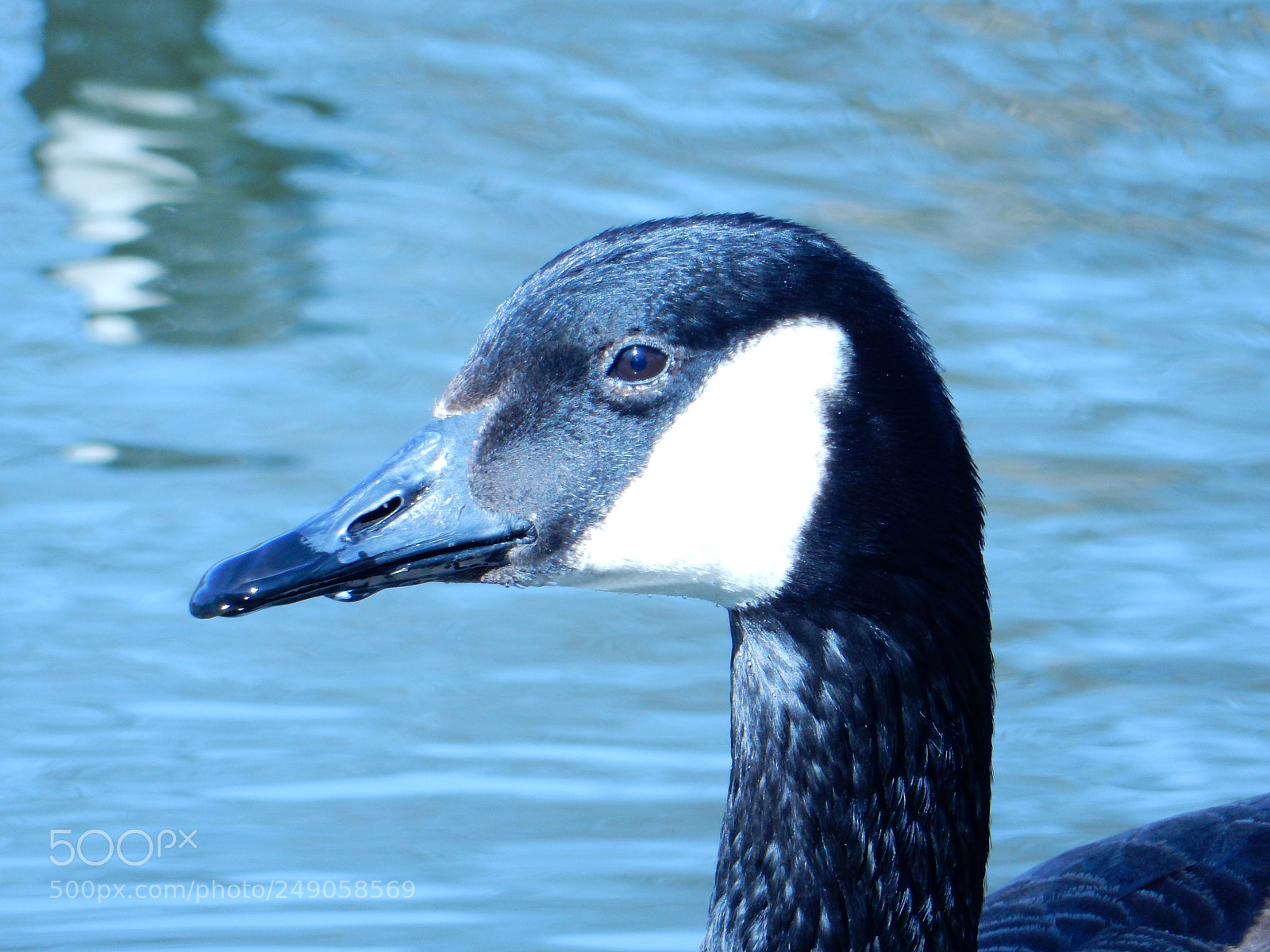 Nikon Coolpix S9900 sample photo. Canadian goose closeup photography