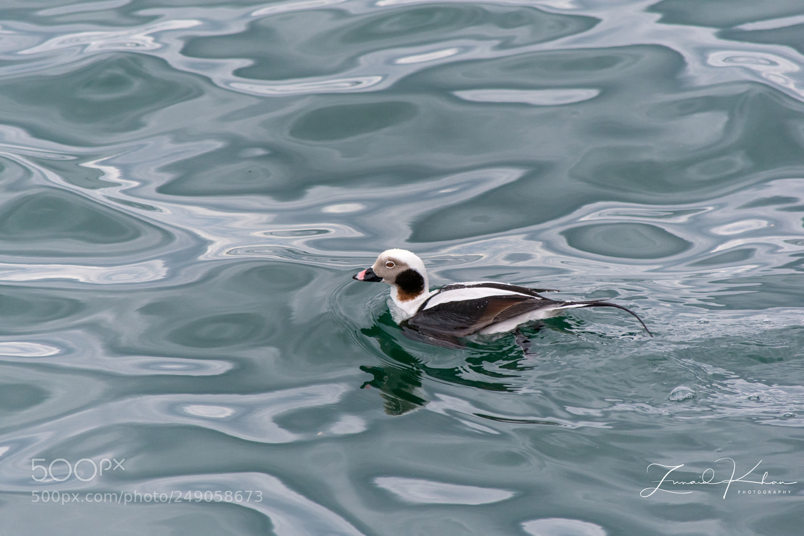 Nikon D3400 sample photo. Long tail duck photography