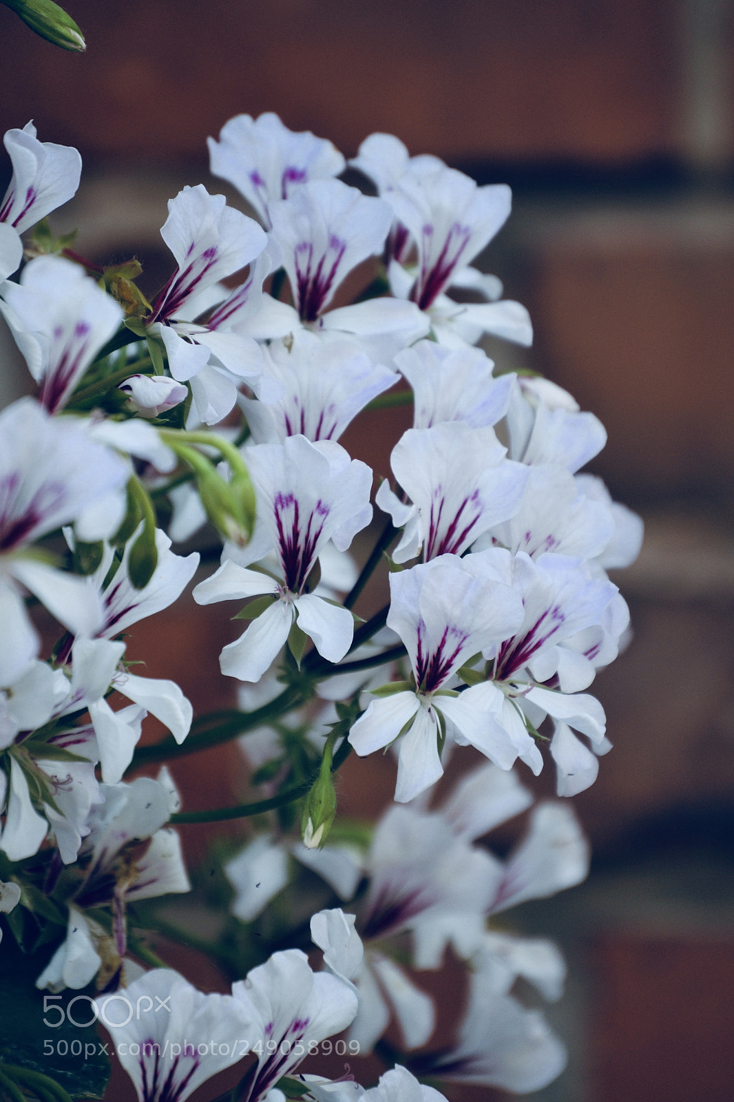 Nikon D3100 sample photo. White flowers photography