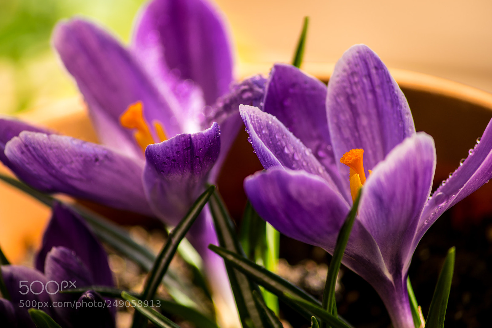 Nikon D3300 sample photo. Crocus photography