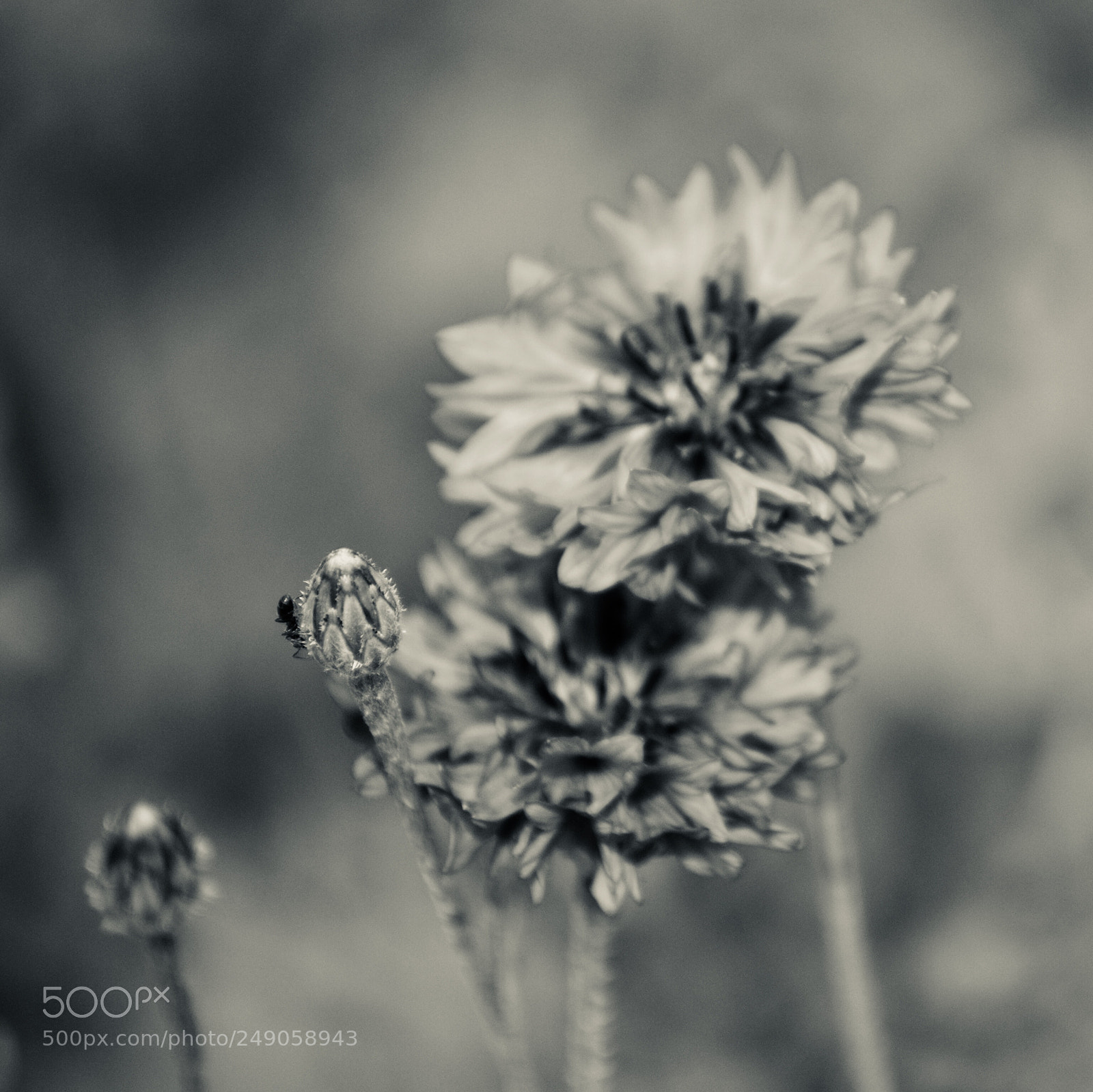 Nikon D3100 sample photo. Kornblume monochrome photography