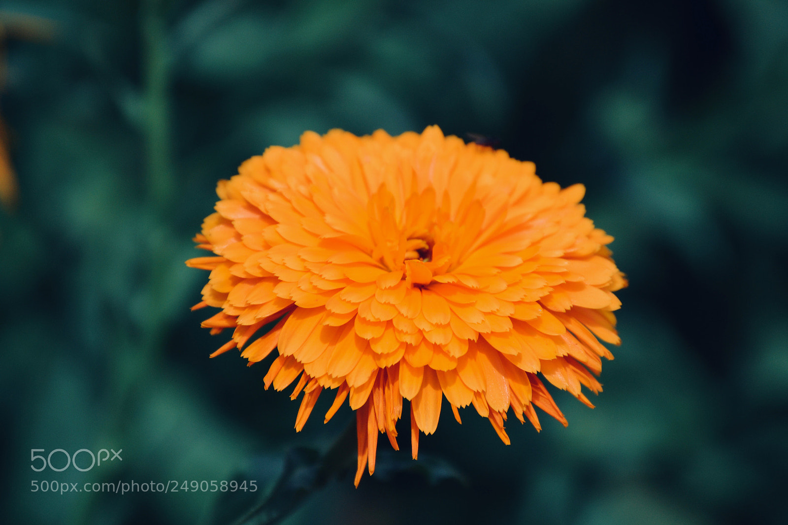 Nikon D3100 sample photo. Calendula photography