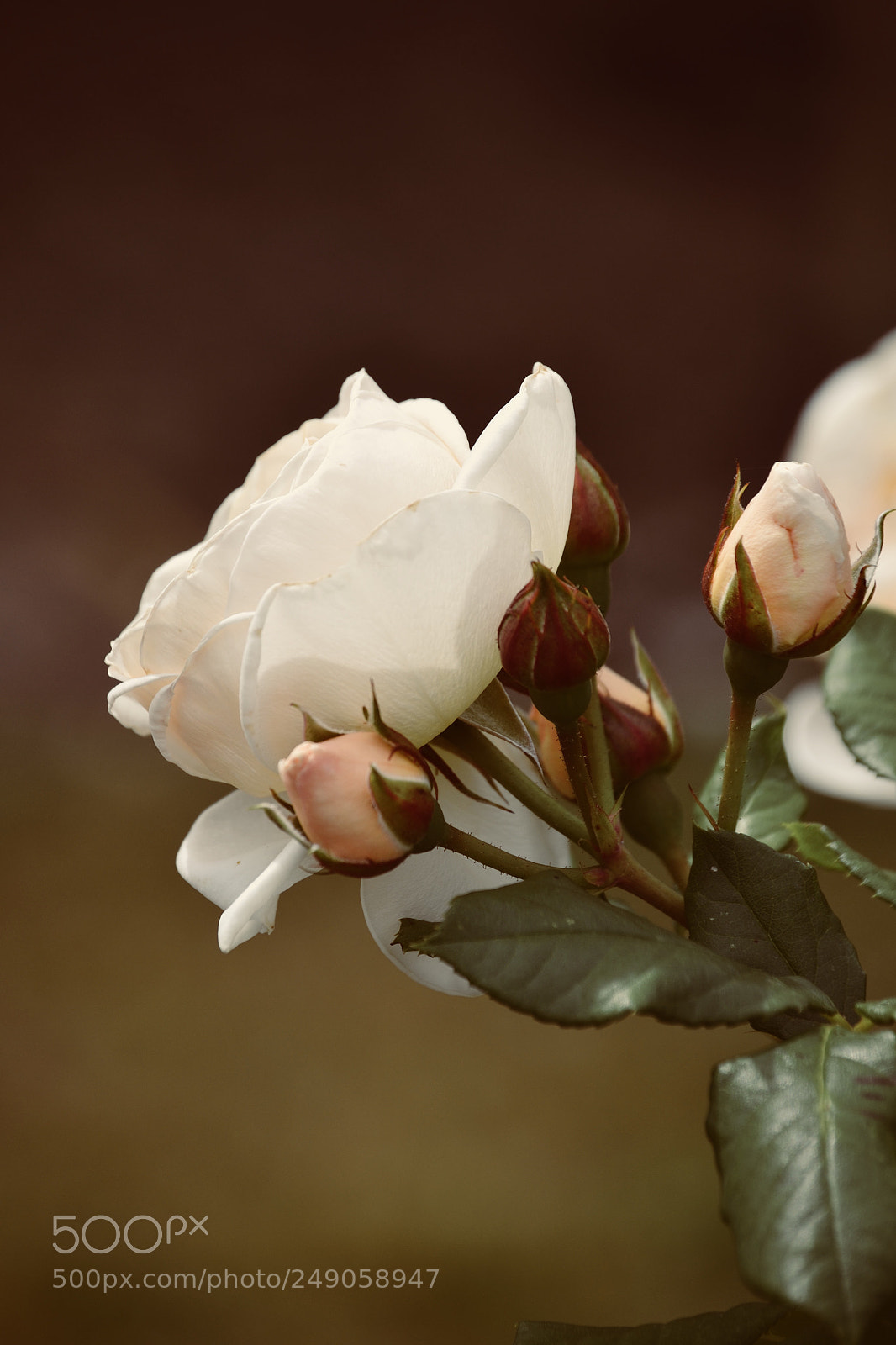 Nikon D3100 sample photo. White rose photography
