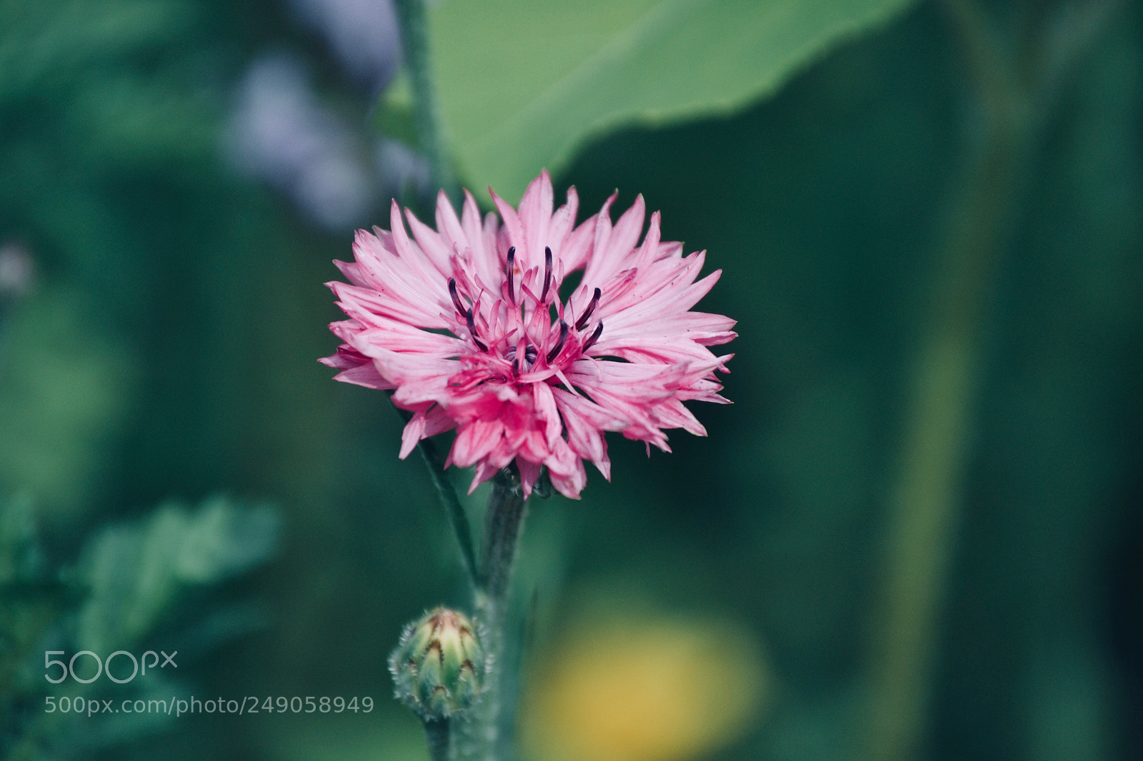 Nikon D3100 sample photo. Kornblume pink photography