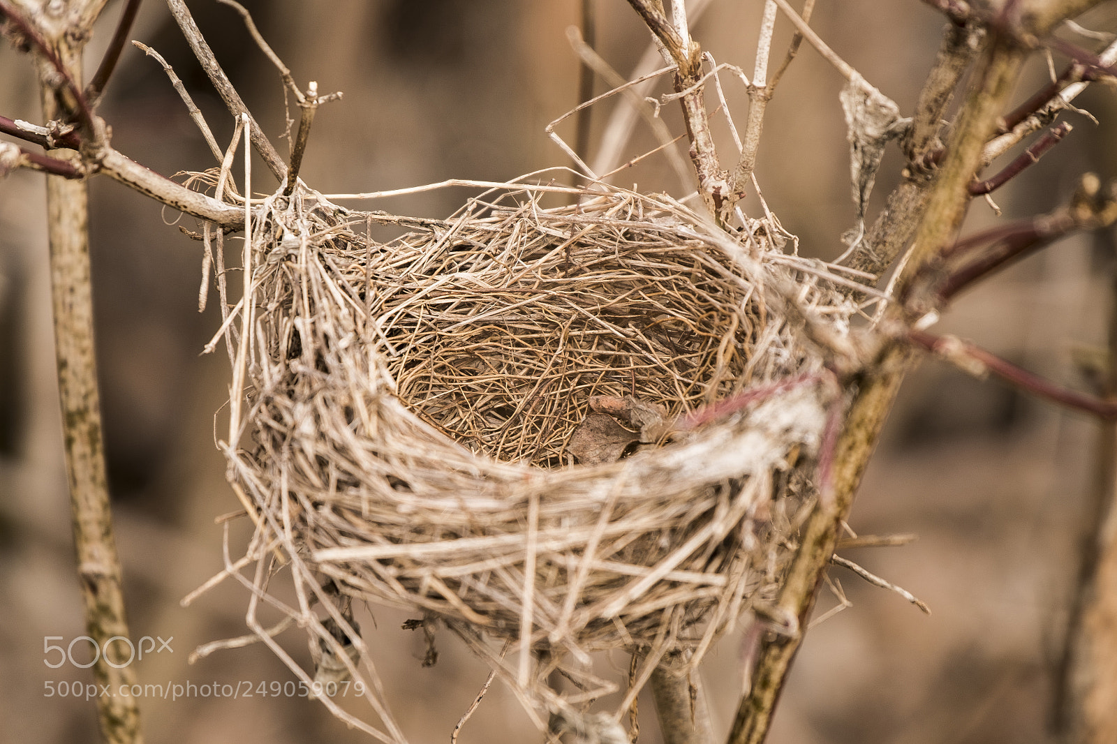 Fujifilm X-Pro1 sample photo. Bird nest photography