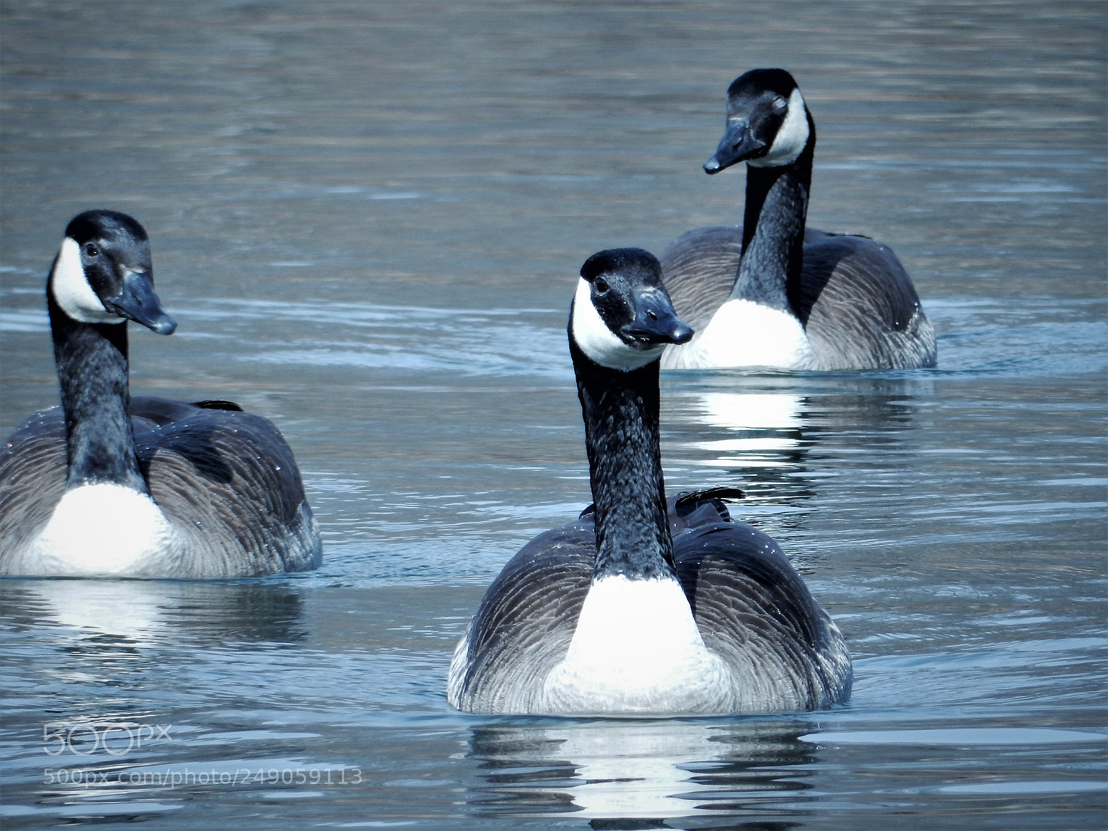 Nikon Coolpix S9900 sample photo. 3 canadian geese photography