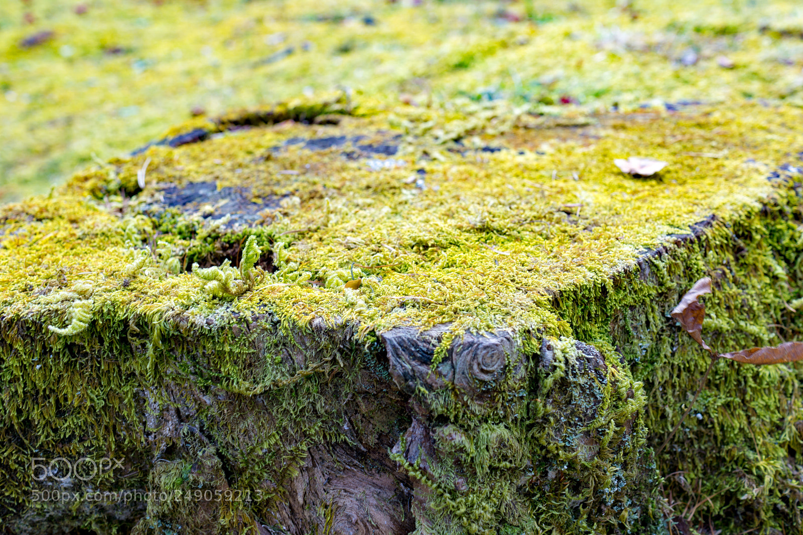 Sony a6000 sample photo. Moss of a tree photography