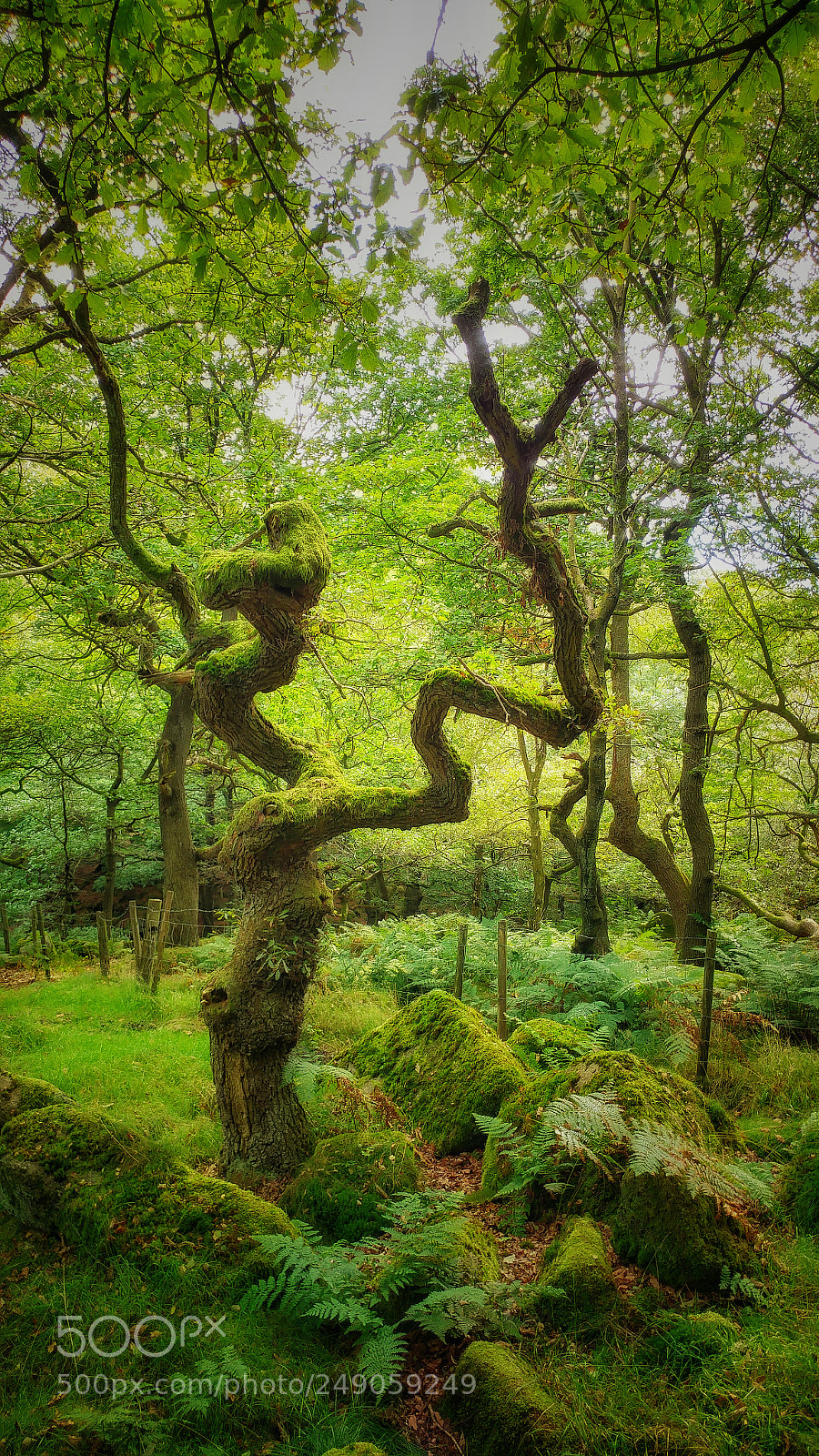 LG G5 sample photo. Twisted tree photography