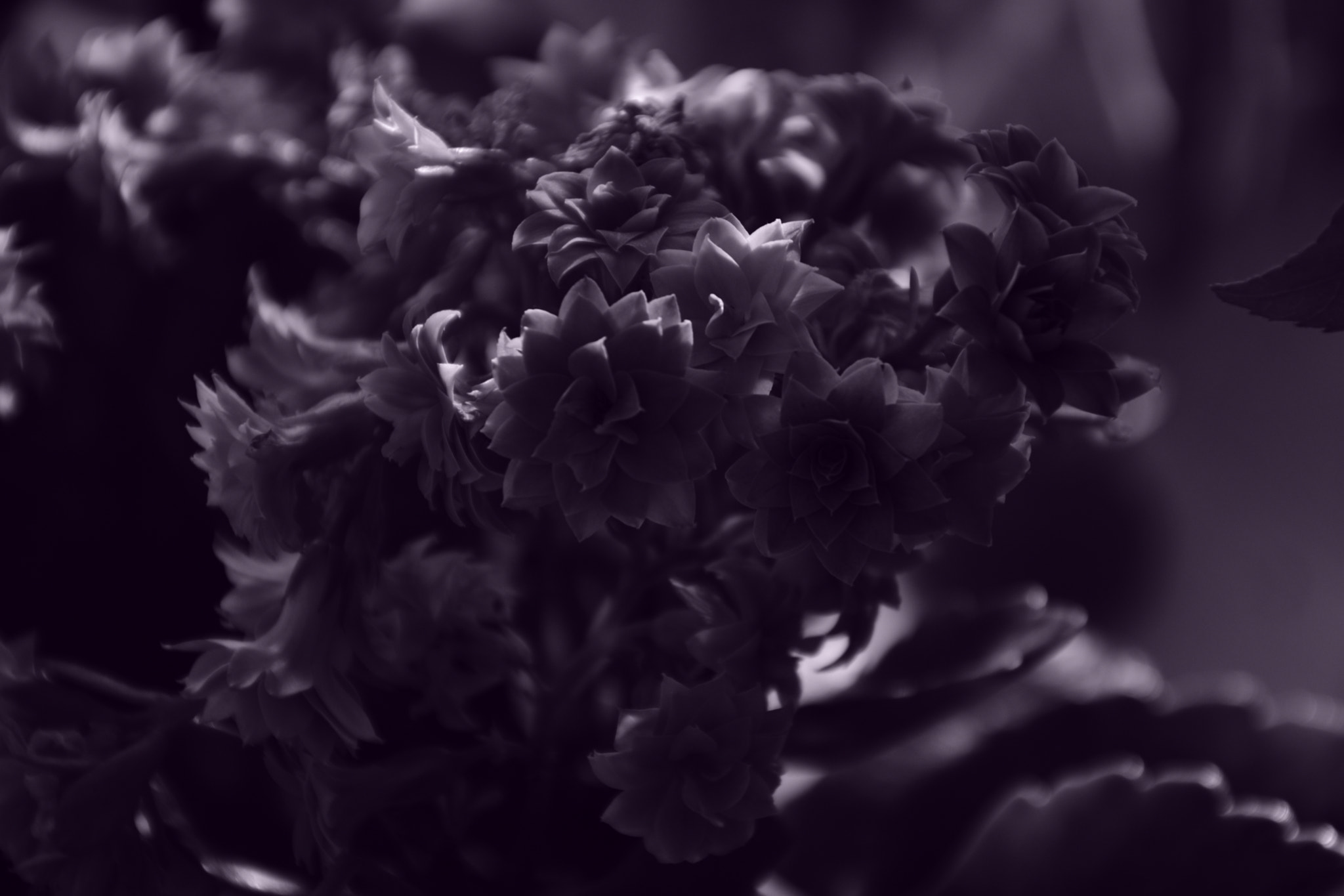 Nikon D3400 sample photo. Flowers ... photography