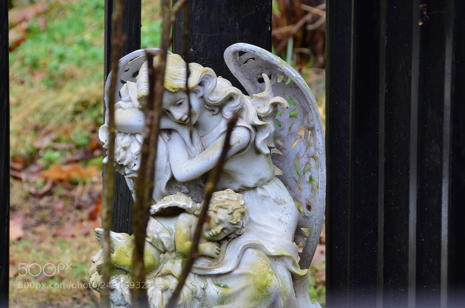 Nikon D5100 sample photo. Resting wings photography