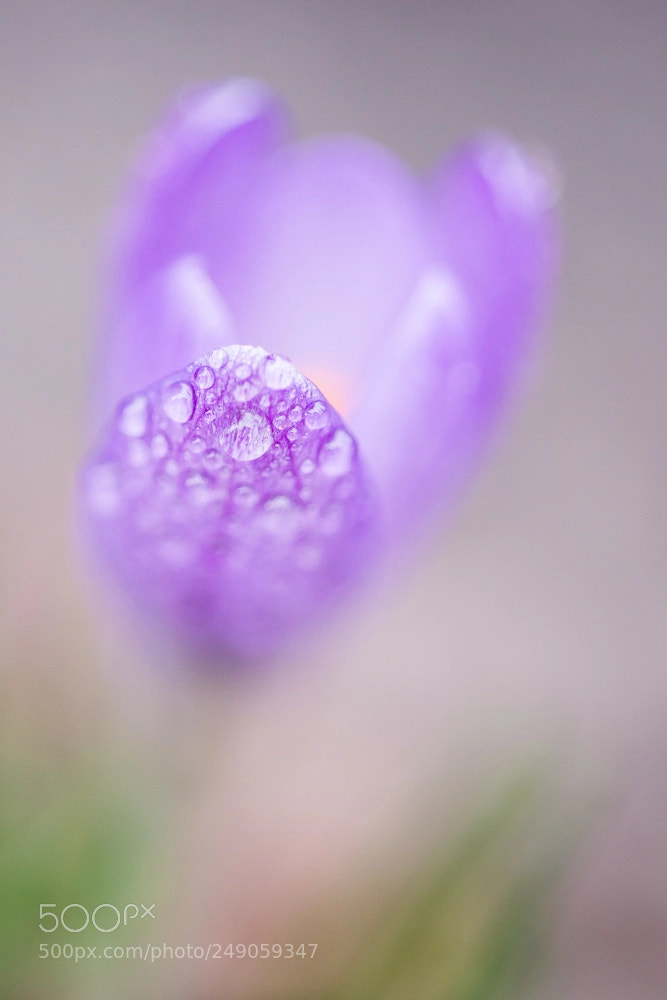 Nikon D800 sample photo. Droplets on a crocus photography