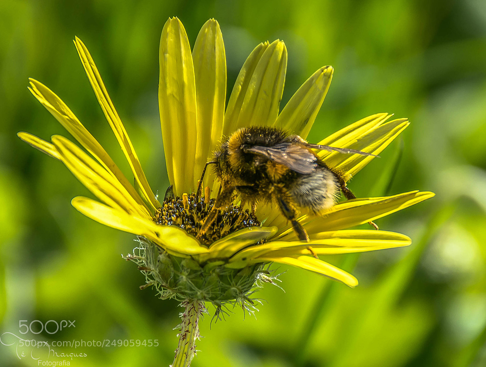 Nikon D5200 sample photo. Calling spring photography