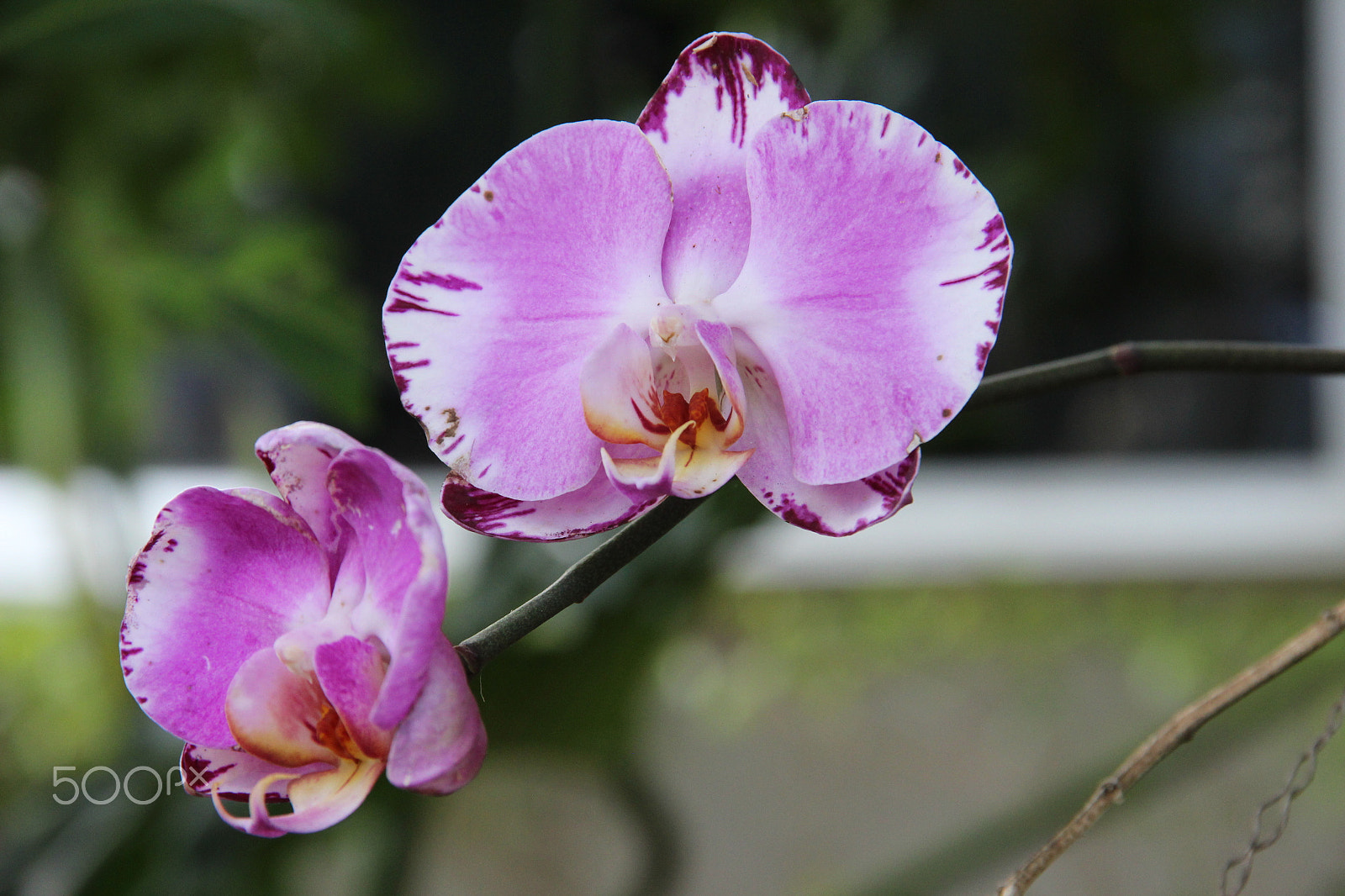 Canon EF-S 18-135mm F3.5-5.6 IS sample photo. Orchids photography