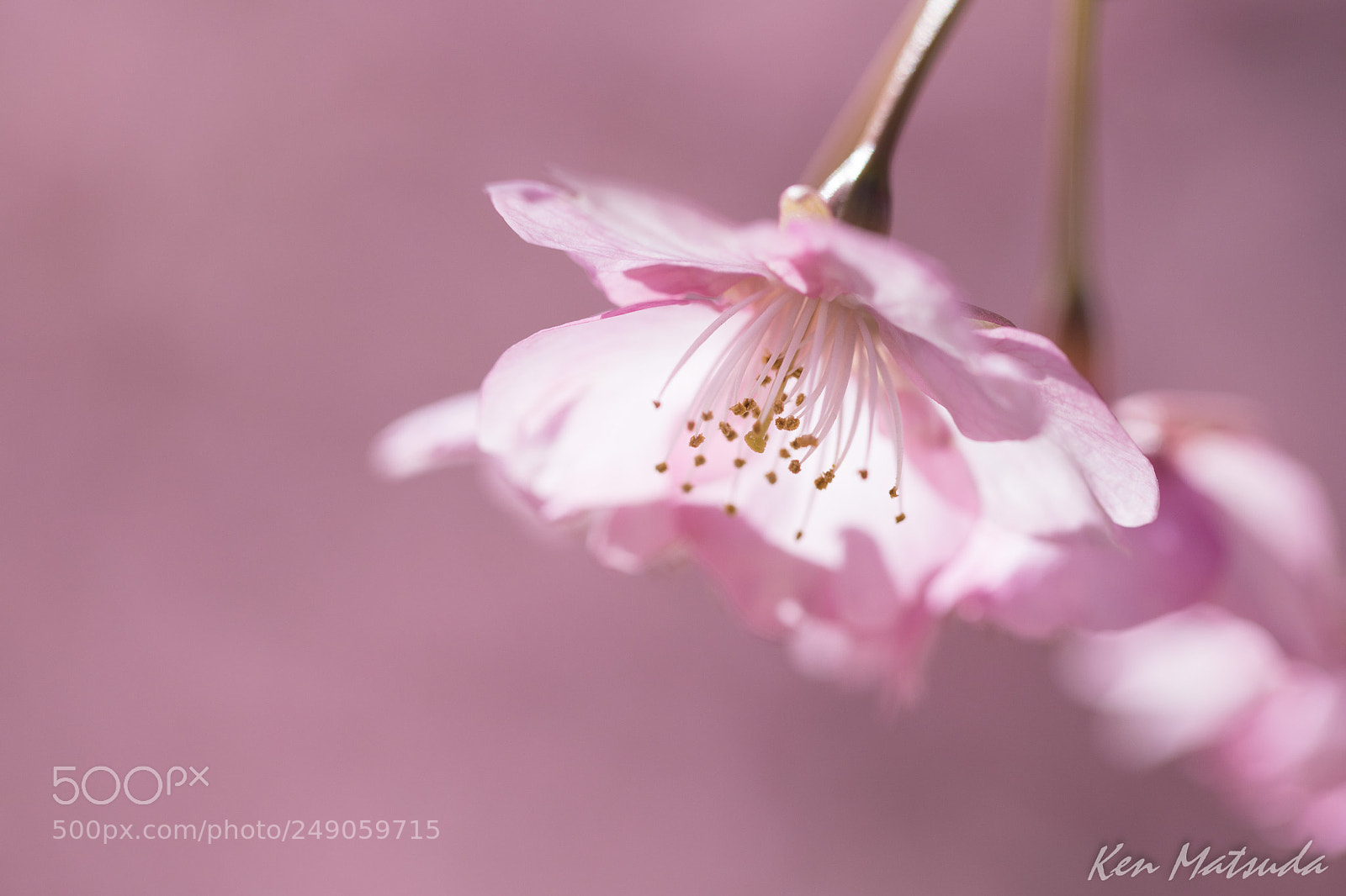 Canon EOS 5D Mark IV sample photo. Cherry tree photography