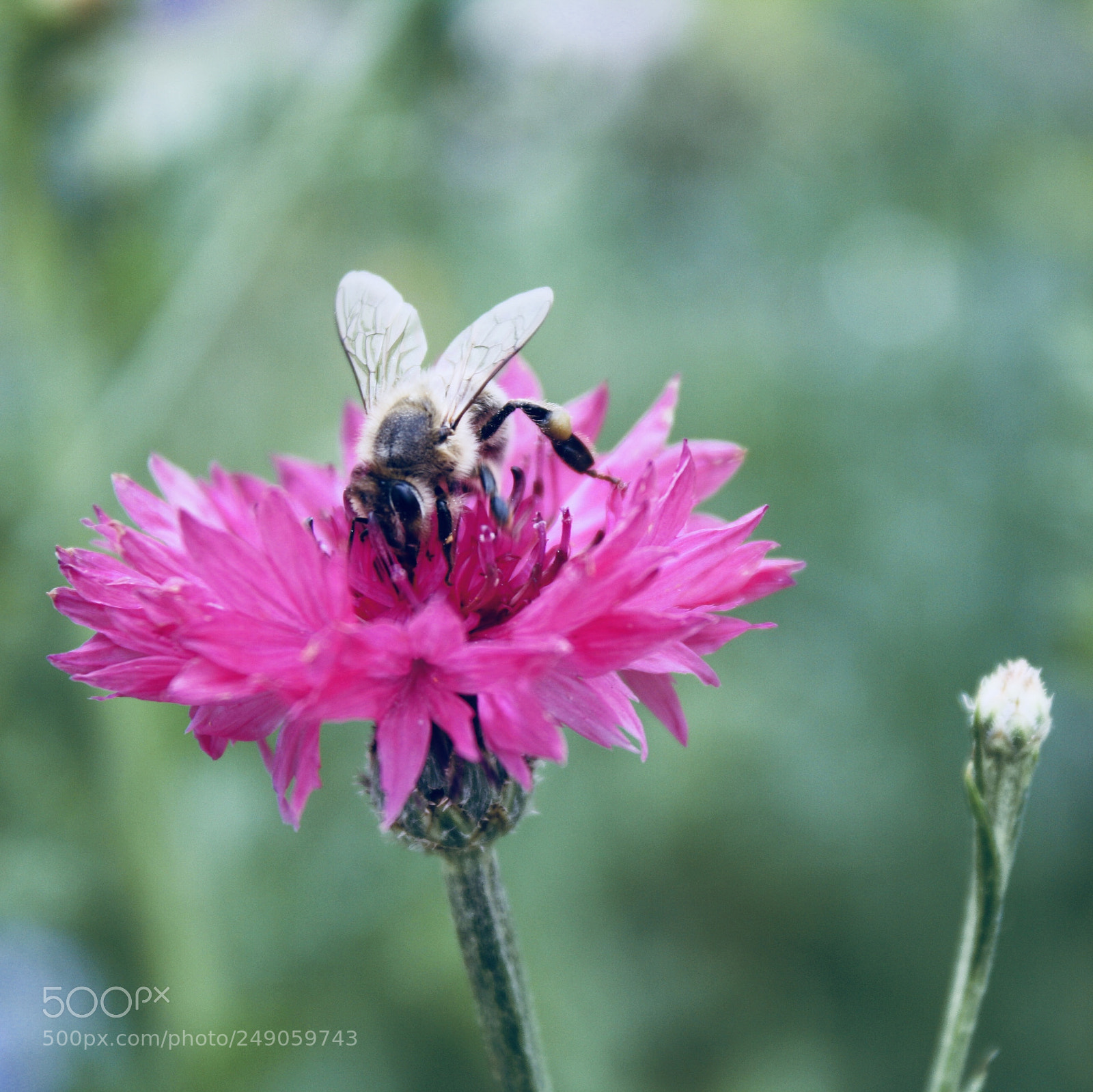 Canon EOS 1000D (EOS Digital Rebel XS / EOS Kiss F) sample photo. Bee on flower photography