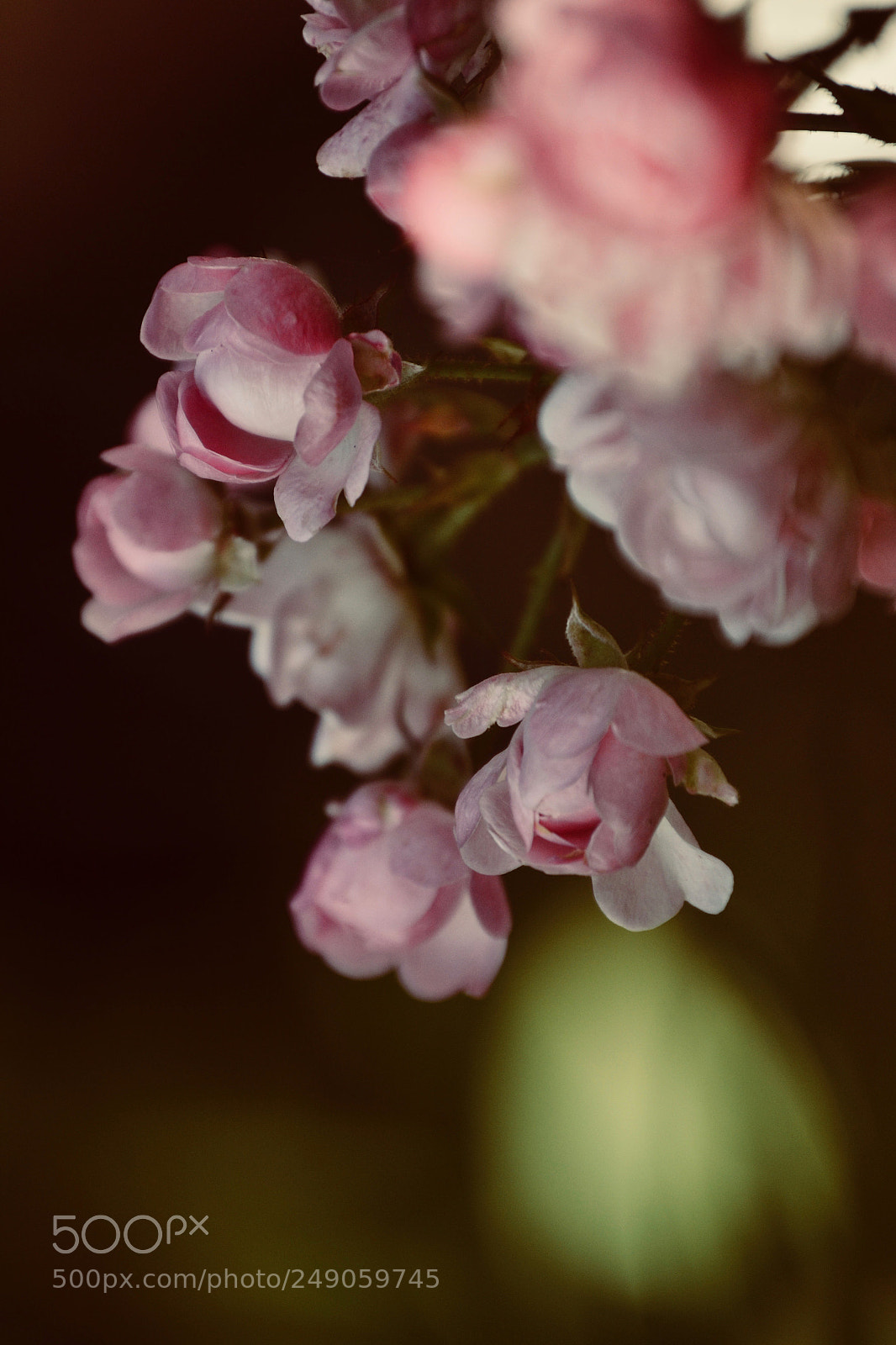 Nikon D3100 sample photo. Pink flowers photography