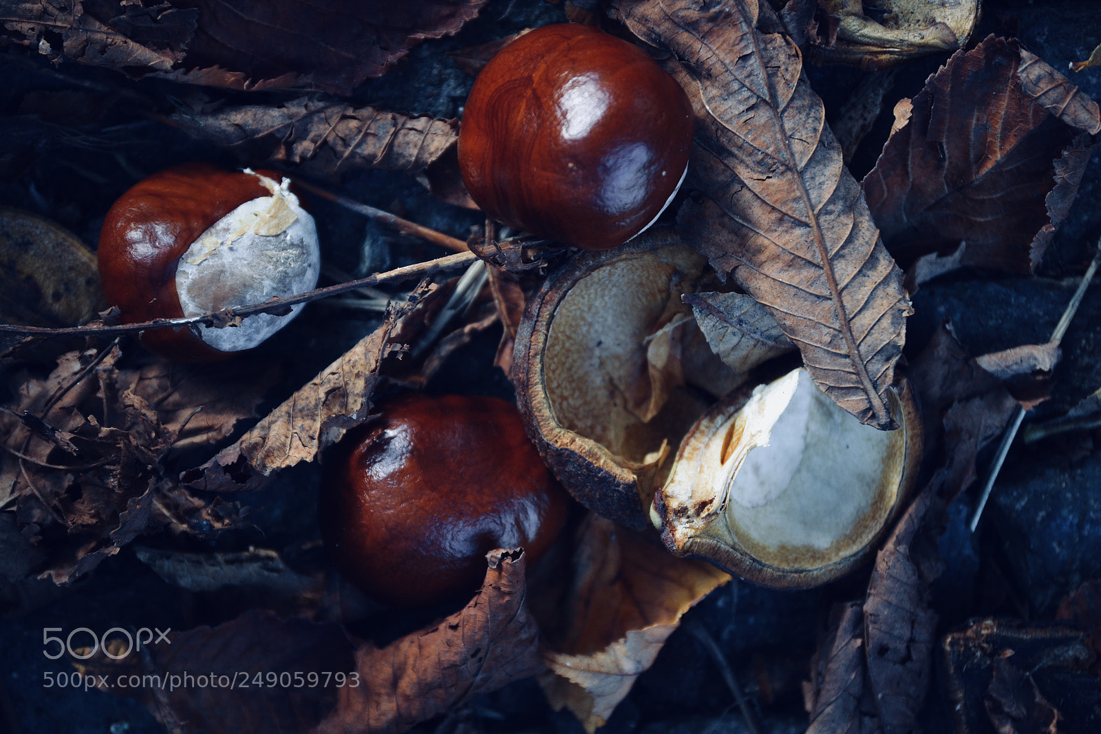 Nikon D3100 sample photo. Chestnut photography