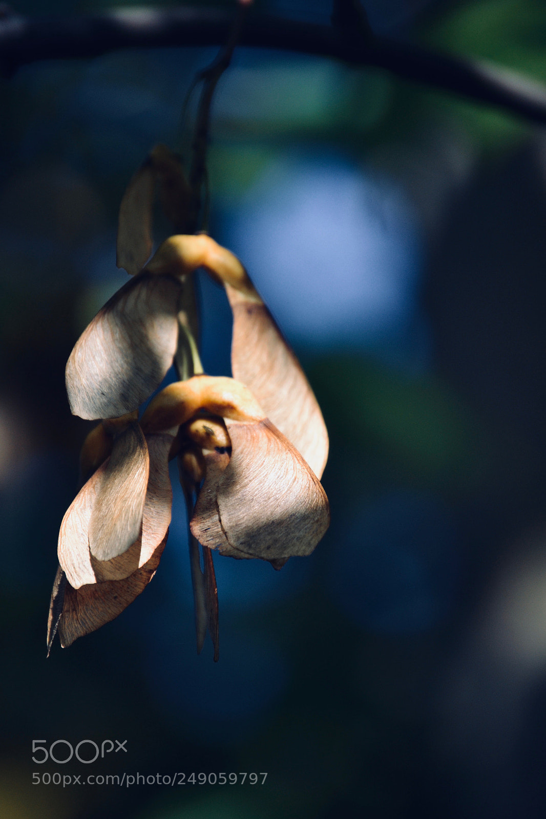Nikon D3100 sample photo. Seeds photography