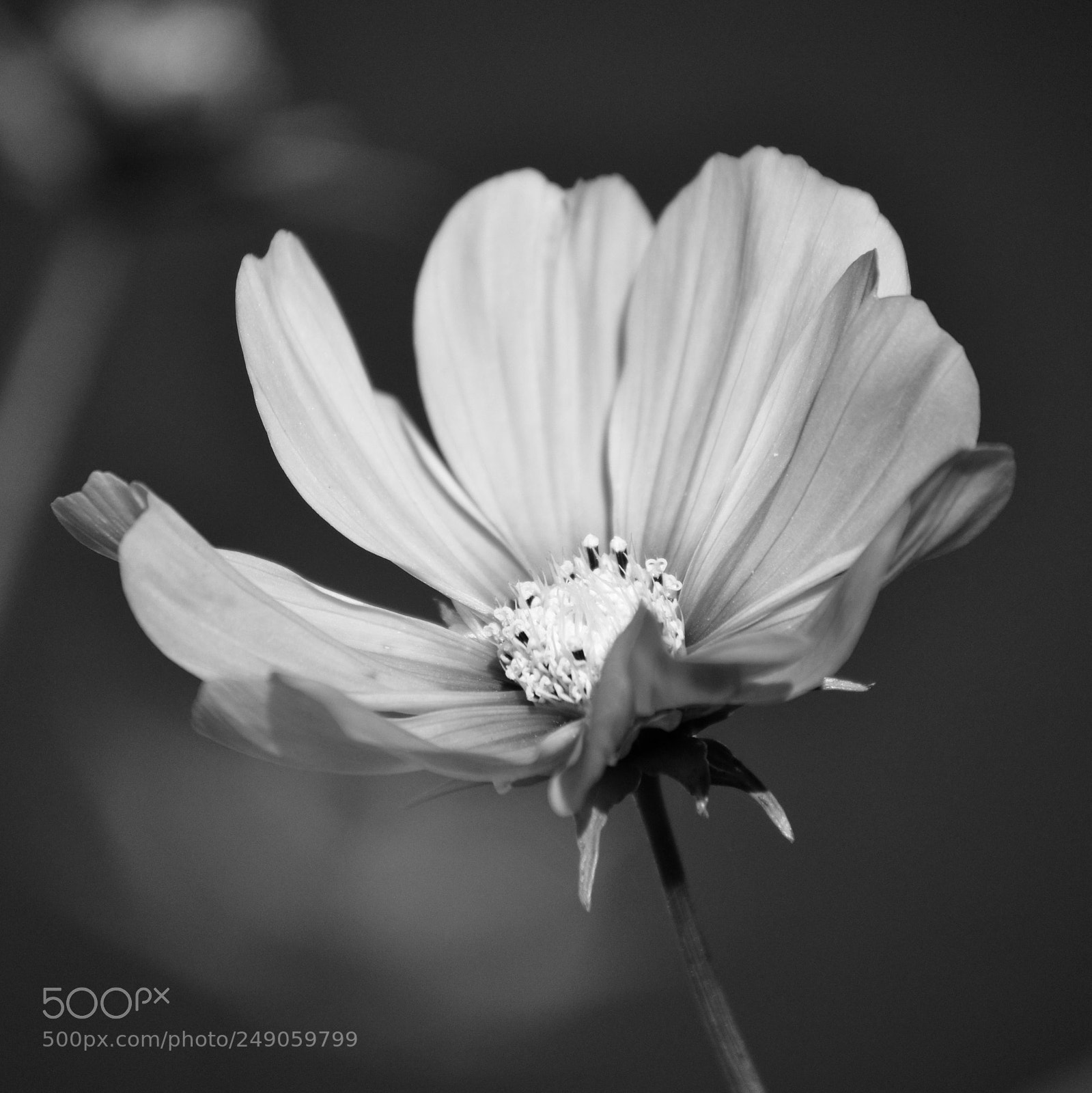 Nikon D3100 sample photo. Flower monochrome photography