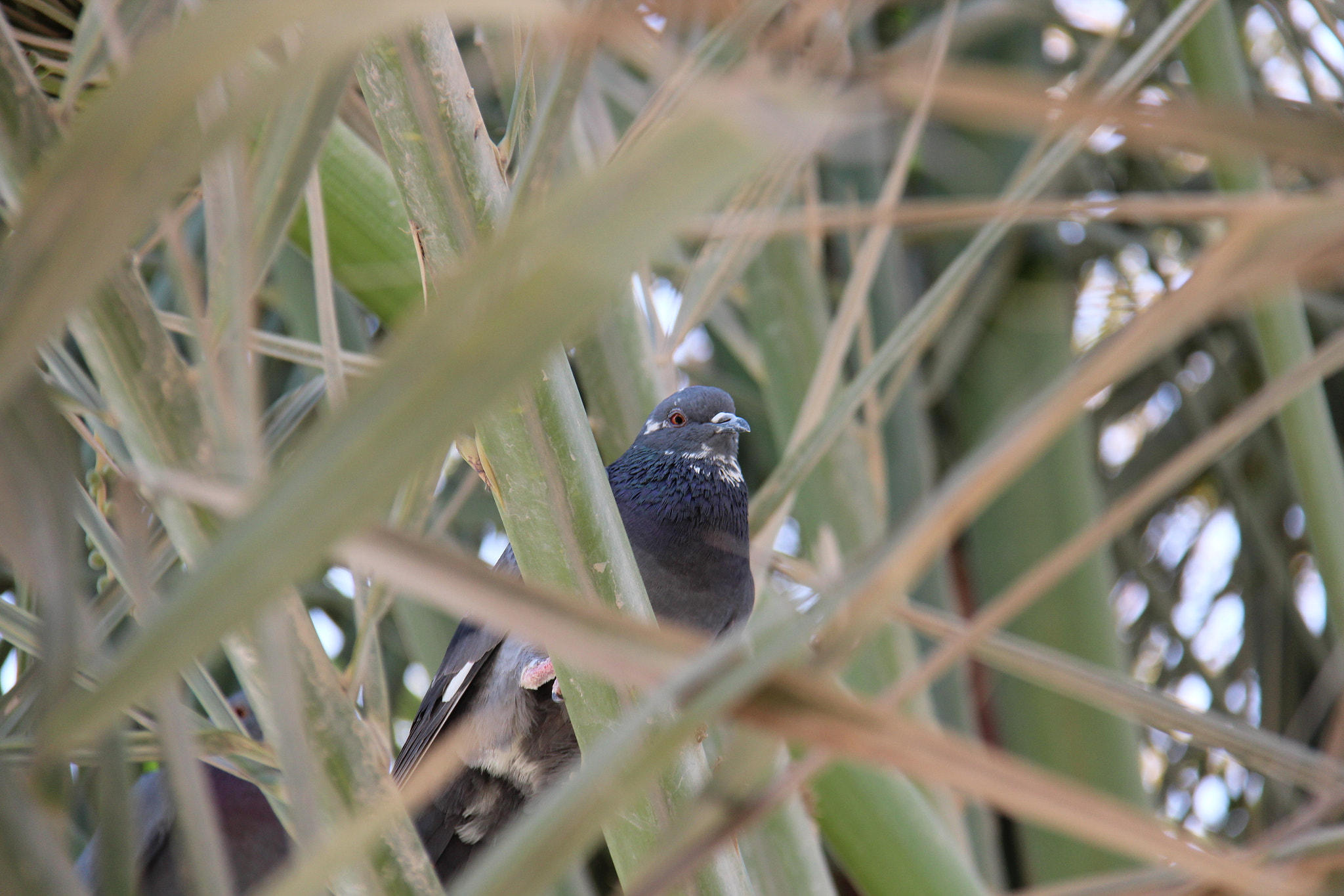 Canon EF-S 18-200mm F3.5-5.6 IS sample photo. Pigeon in dates palm photography
