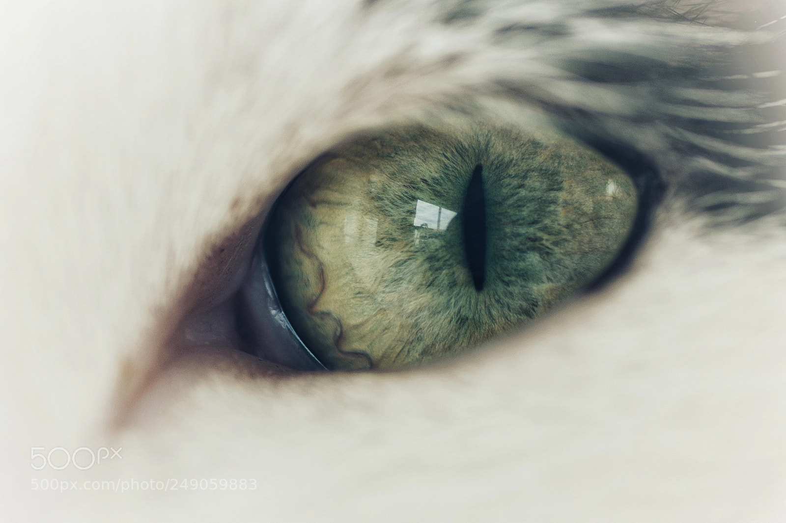 Pentax K-S2 sample photo. Cat's eye photography