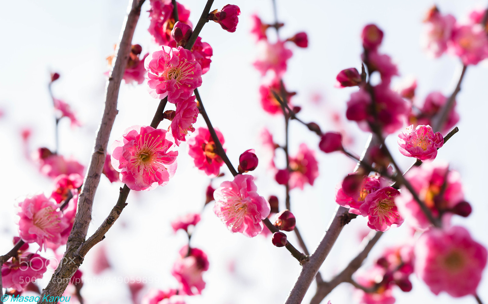 Sony a7R III sample photo. Delight photography