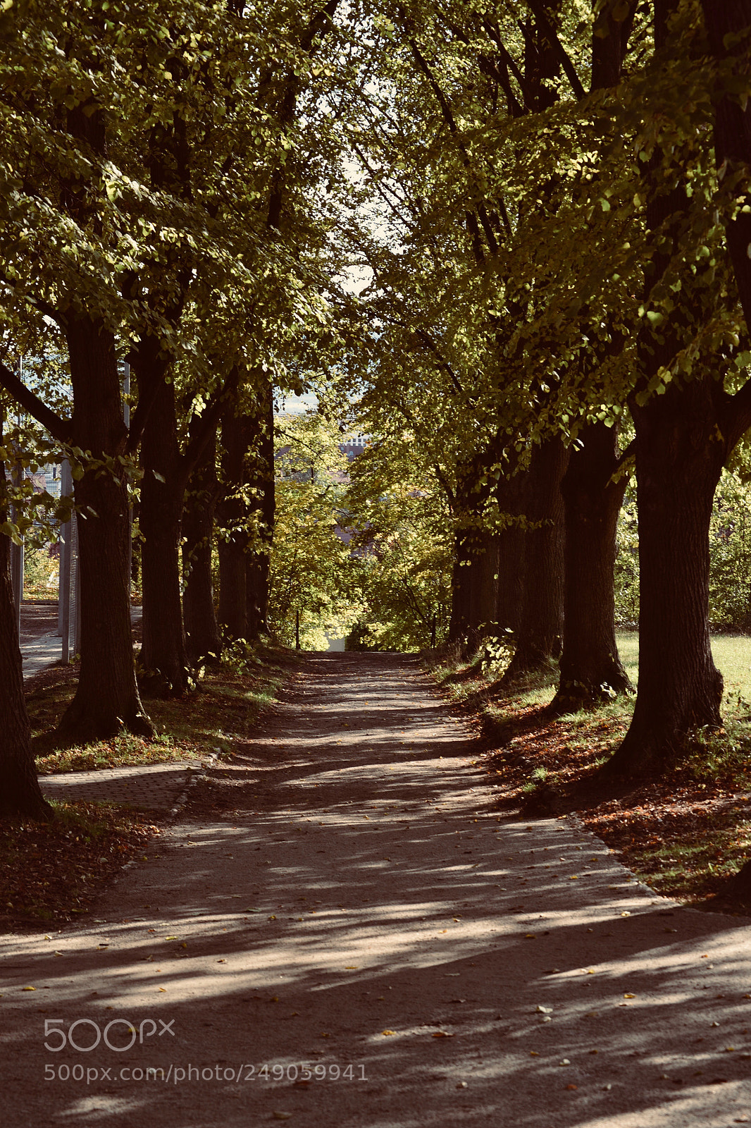 Nikon D3100 sample photo. Avenue photography
