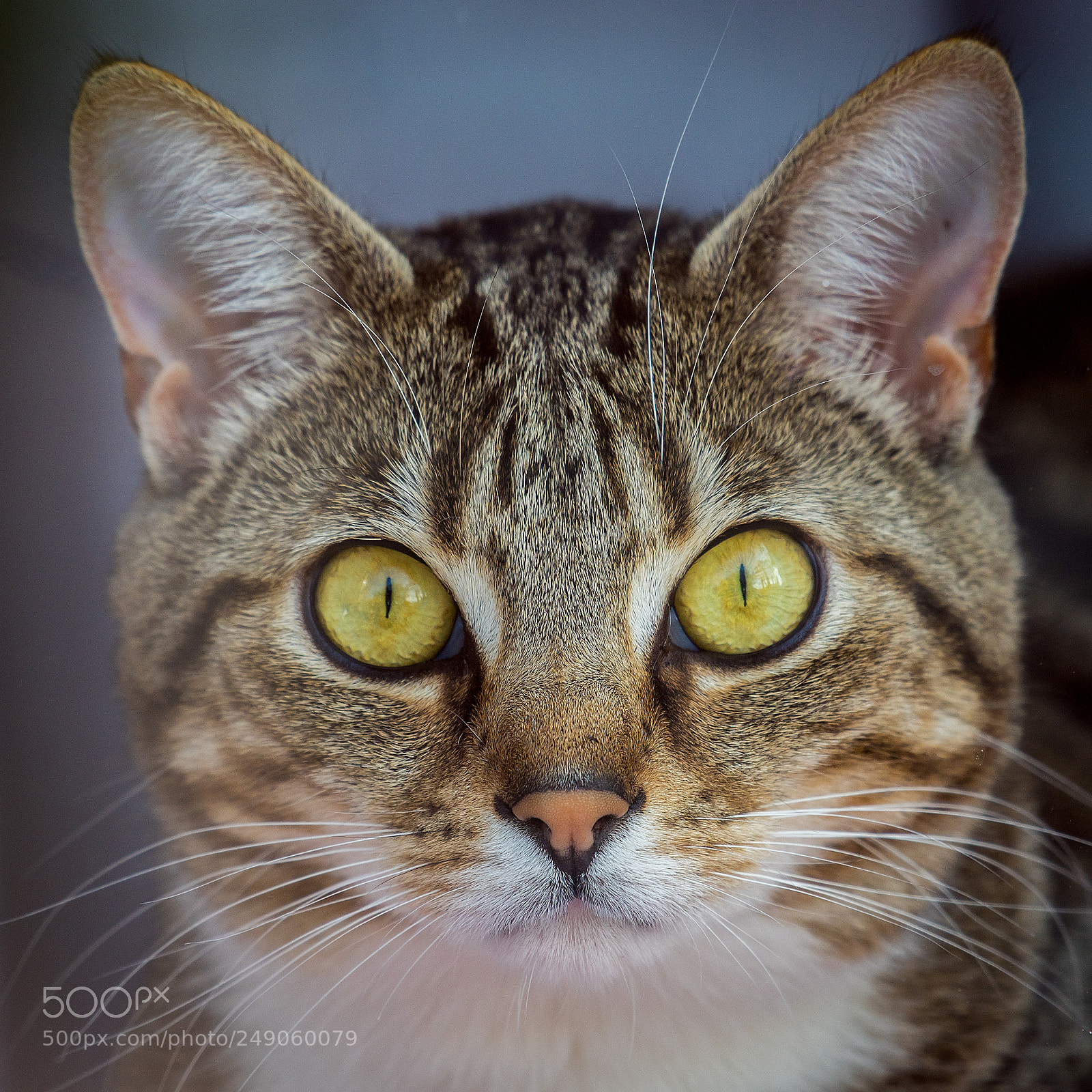 Nikon D500 sample photo. Cat photography