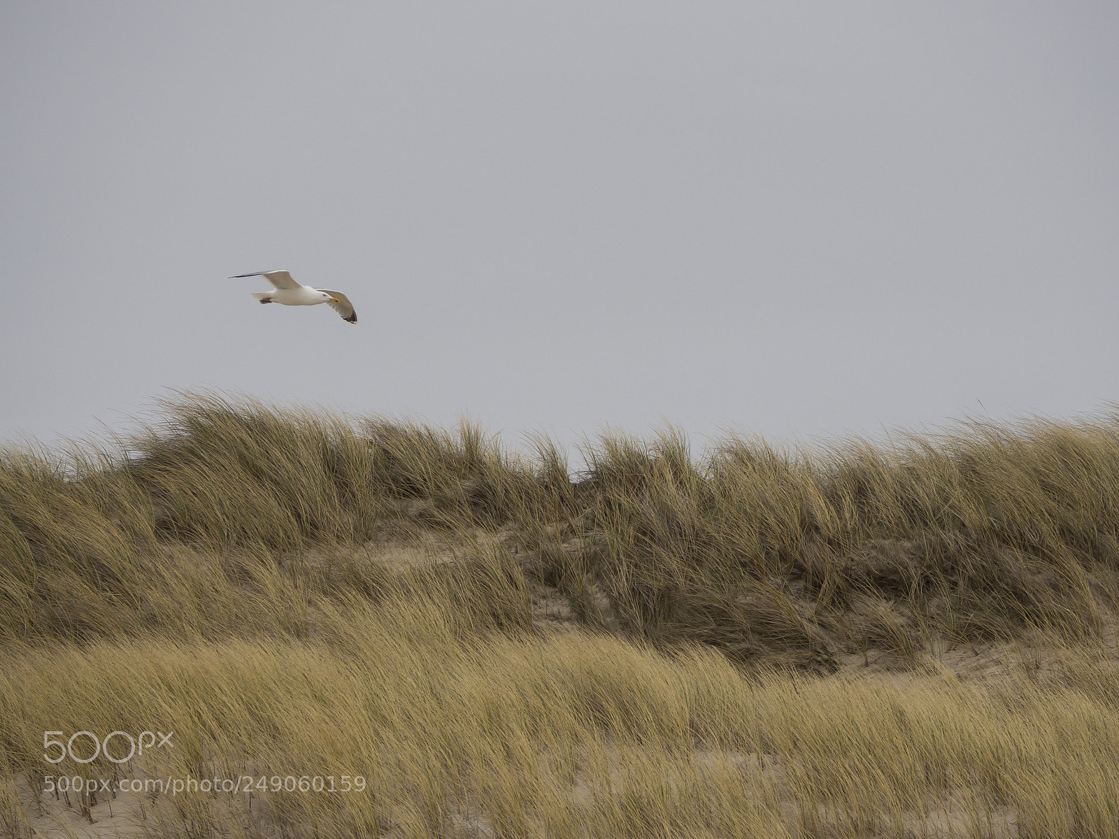 Olympus OM-D E-M10 II sample photo. Sylt gull photography