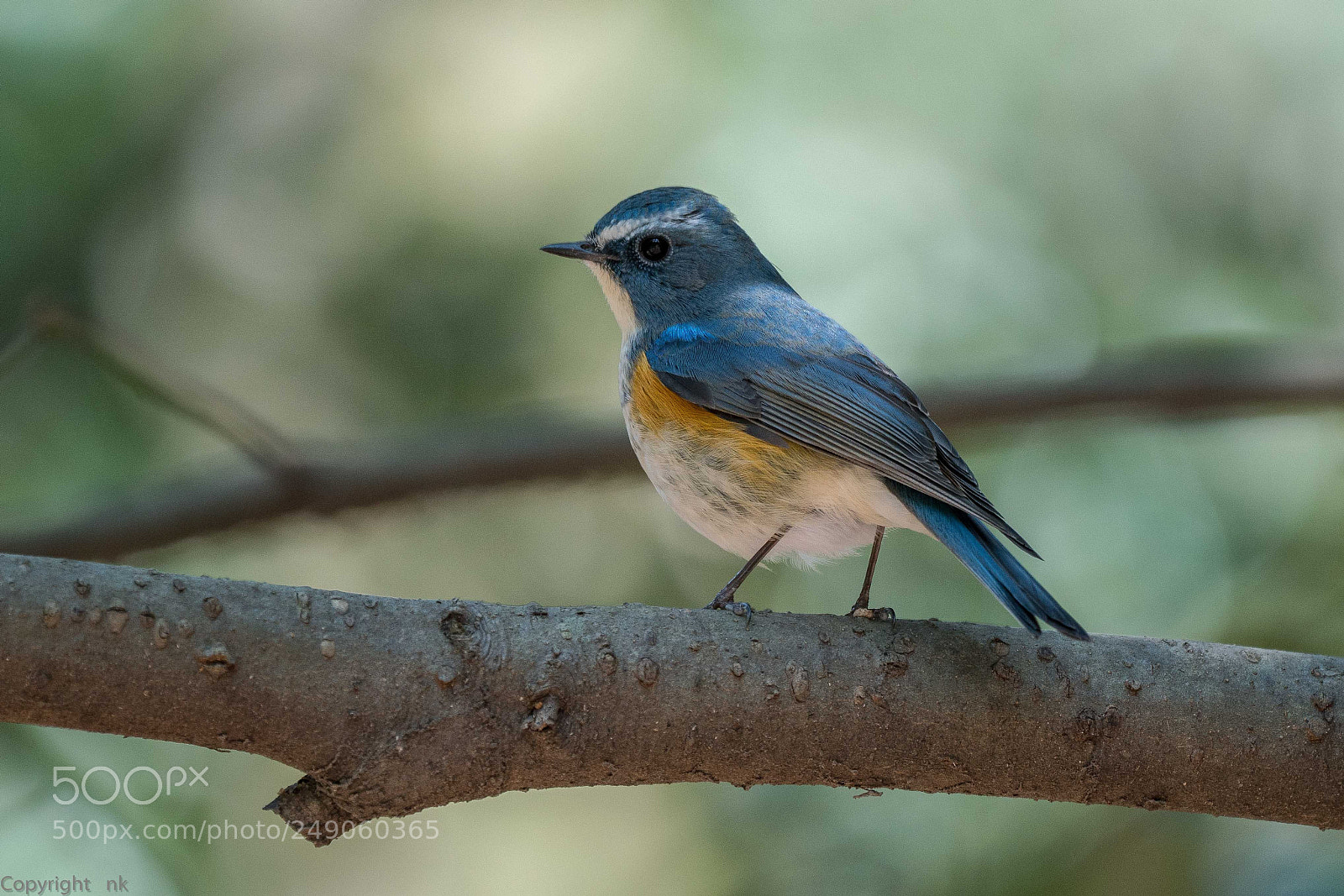Sony a7R III sample photo. Red-flanked bluetail photography