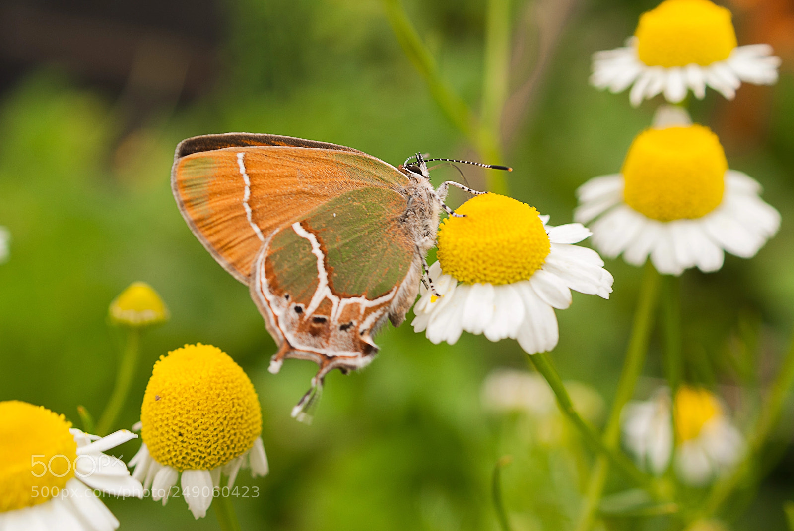 Sony Alpha DSLR-A330 sample photo. Me gusto la de photography