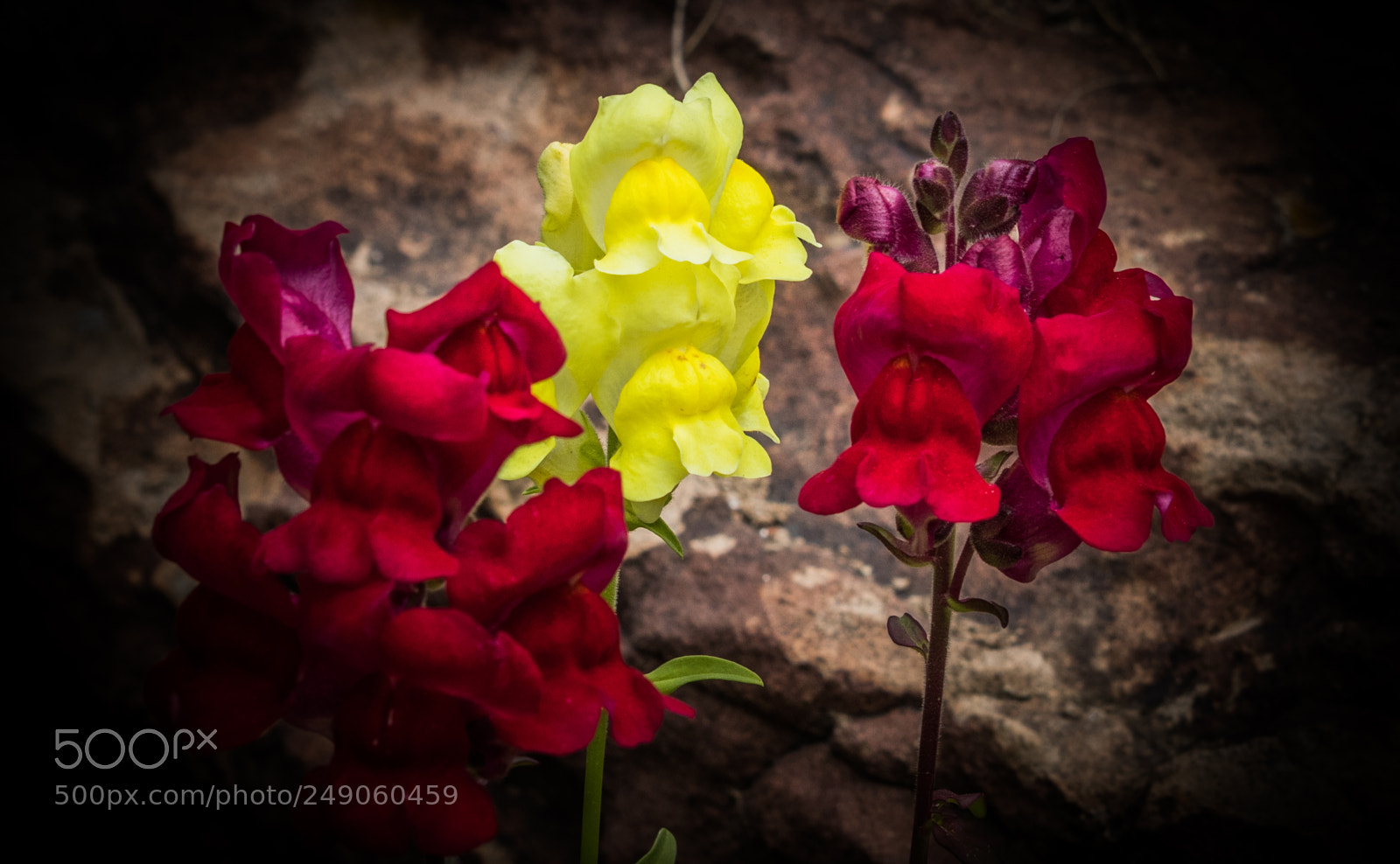 Canon EOS 80D sample photo. Snapdragons photography