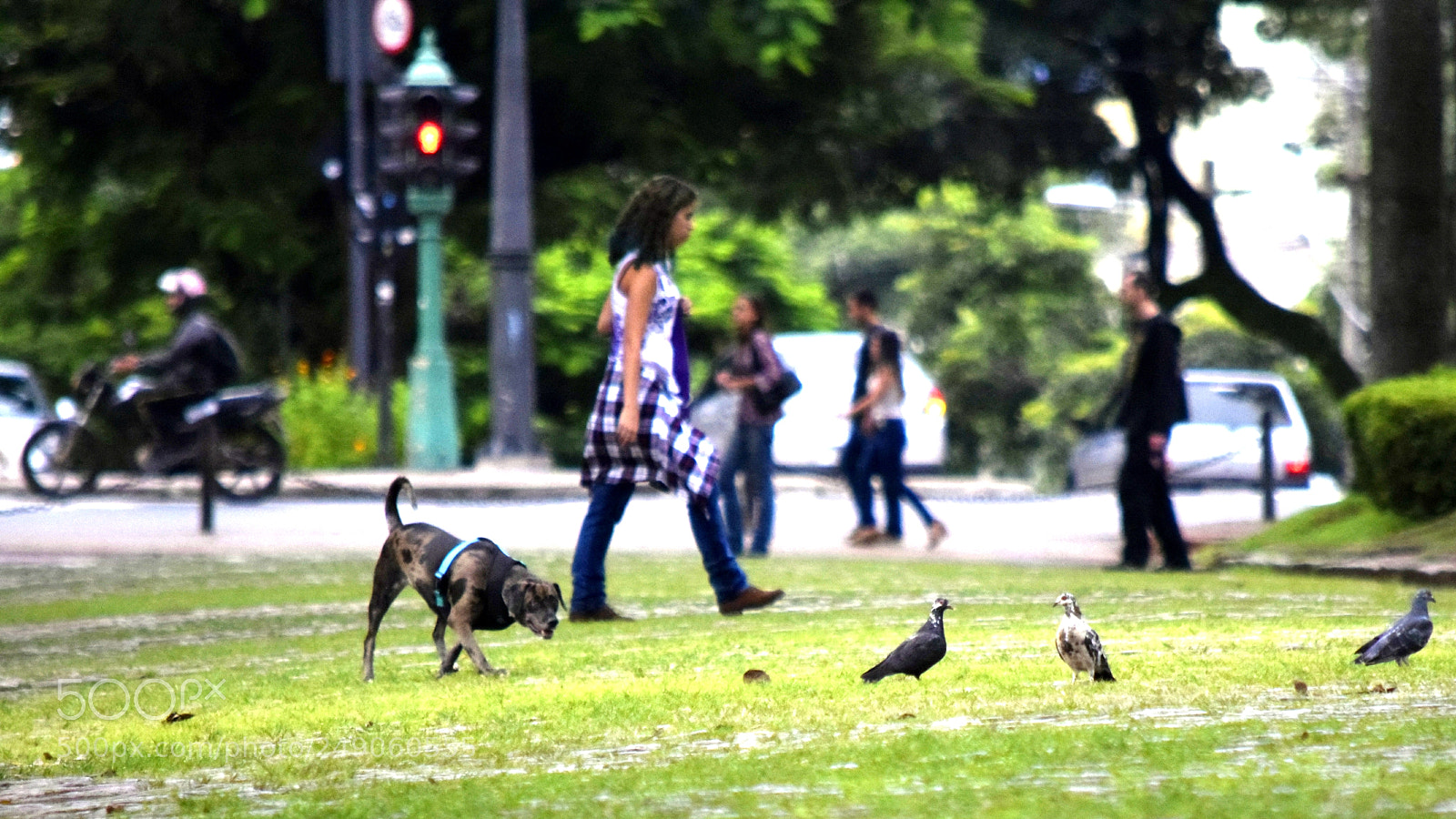 Nikon D5300 sample photo. "quero um pombo ;-)... photography