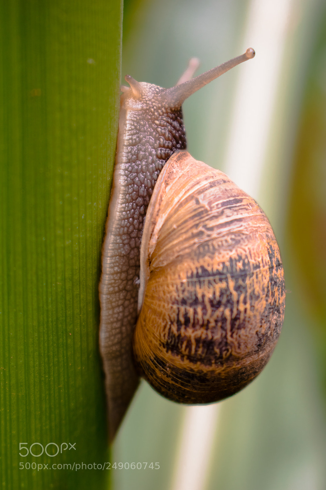 Nikon D5300 sample photo. Snail photography