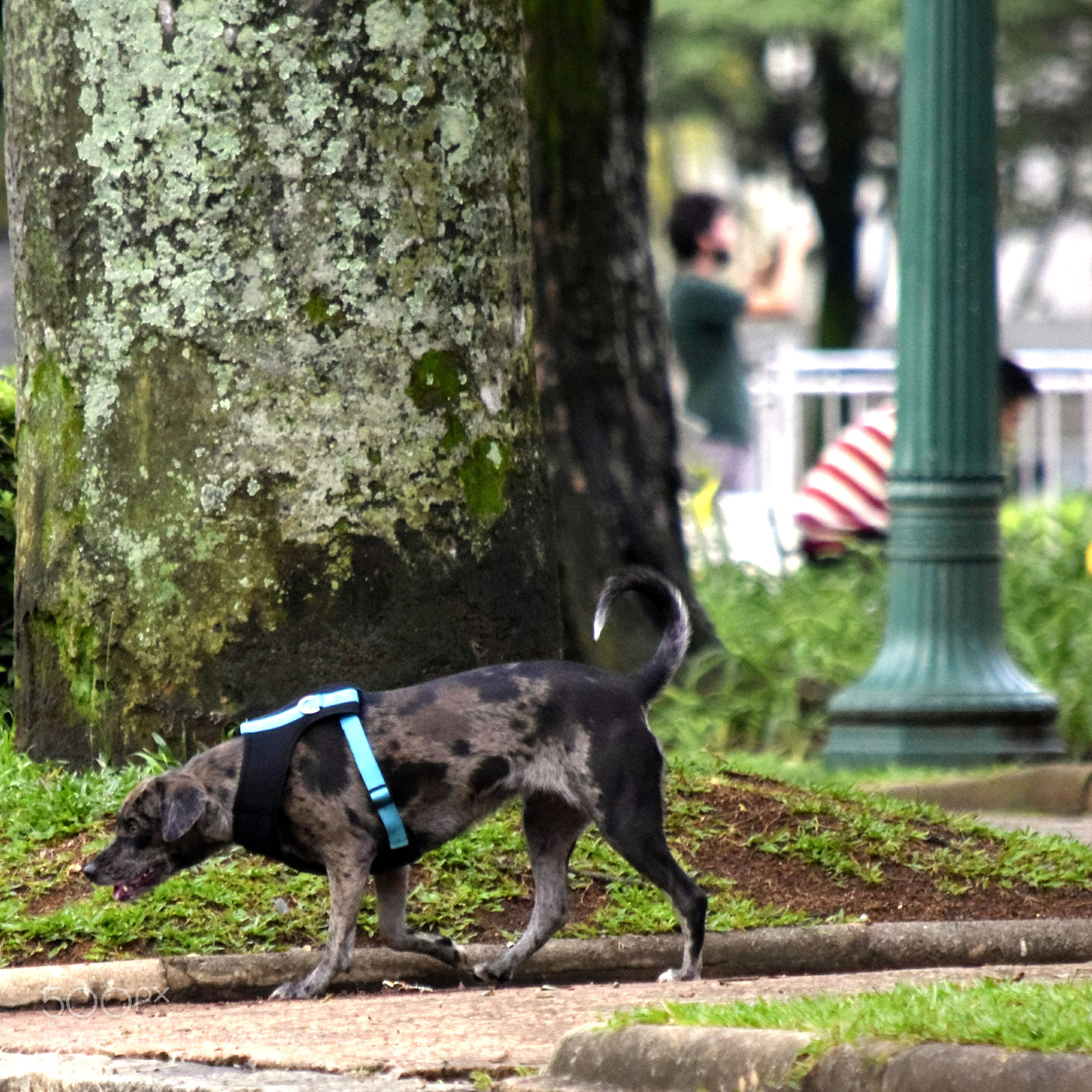 Nikon D5300 sample photo. ... •" photography