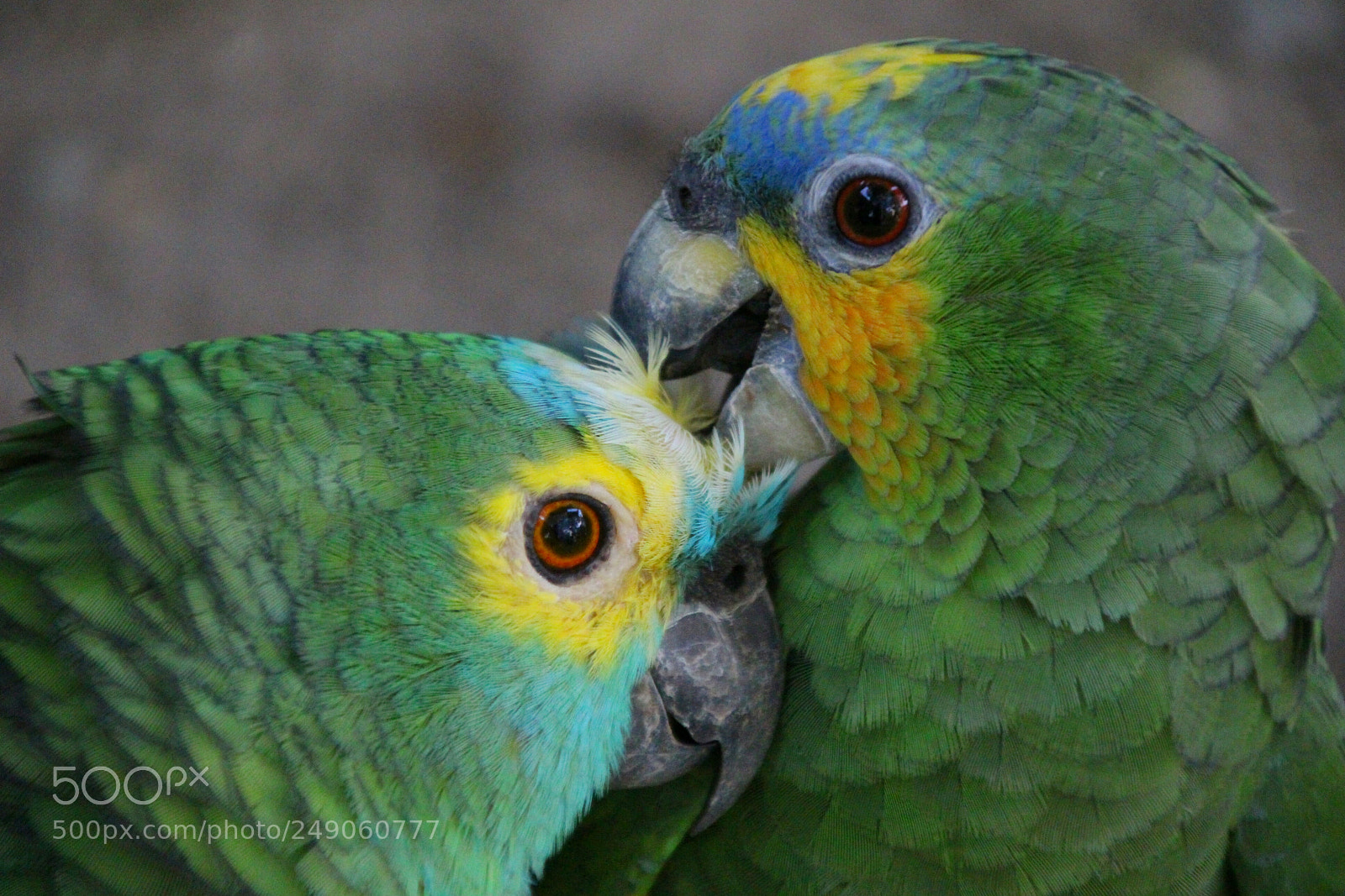 Canon EOS 100D (EOS Rebel SL1 / EOS Kiss X7) sample photo. Lovers photography