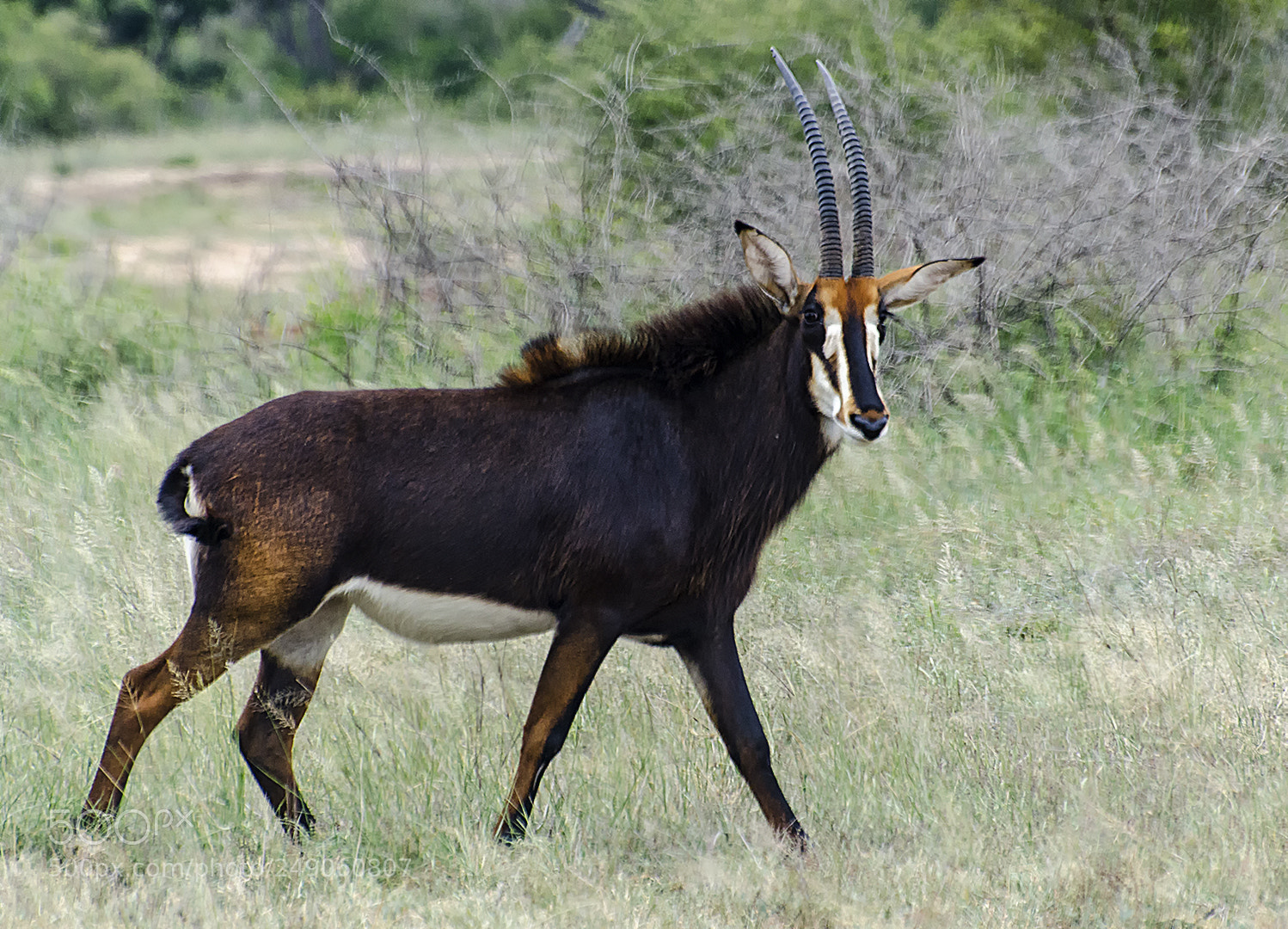 Nikon D7000 sample photo. Sable antelope photography