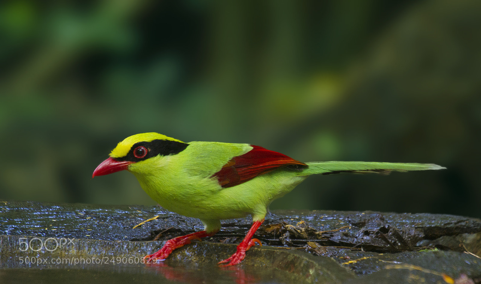 Canon EOS 7D sample photo. Green magpie in thailand photography