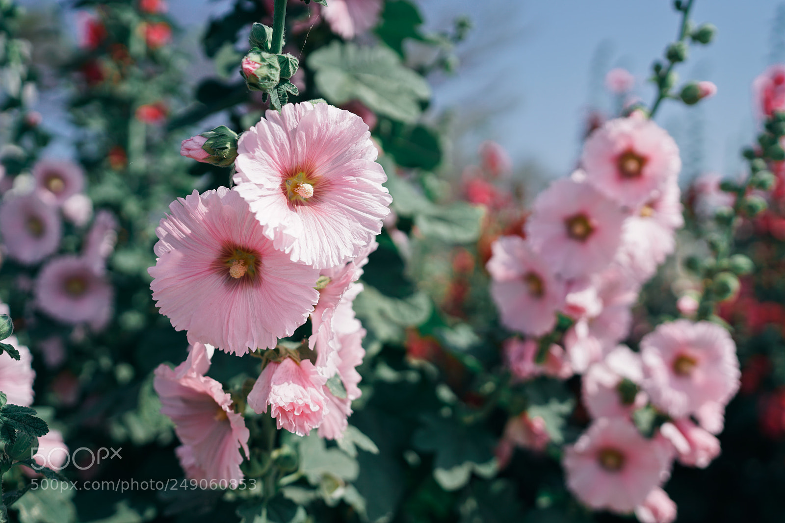 Sony a7R II sample photo. Hollyhock flower photography